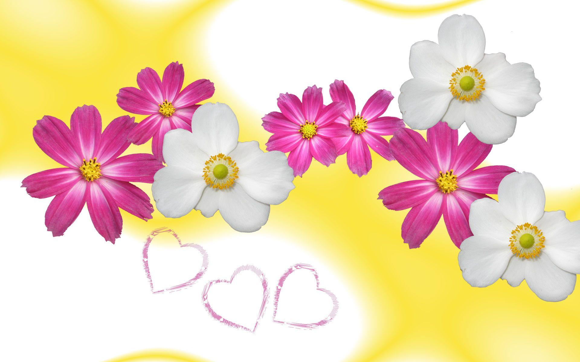 1920x1200 Wallpaper, flower, aster, world, background, photo, photo