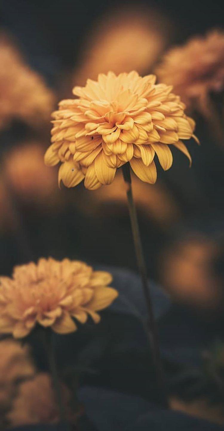 750x1441 Wallpaper. Yellow. Green. Flowers. Flower
