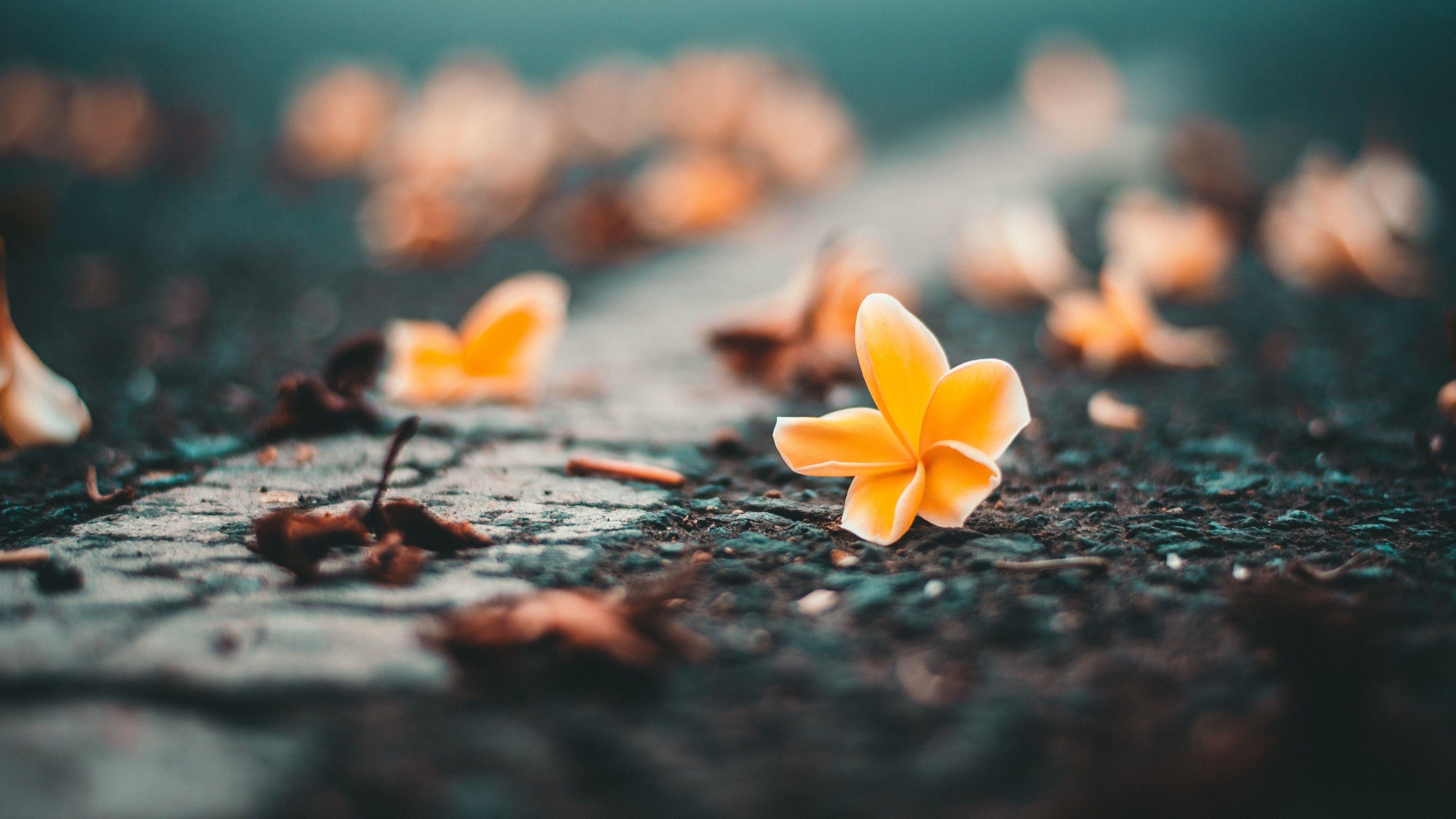 3840x2160 Yellow Flower On Roadside 4k HD 4k Wallpaper, Image