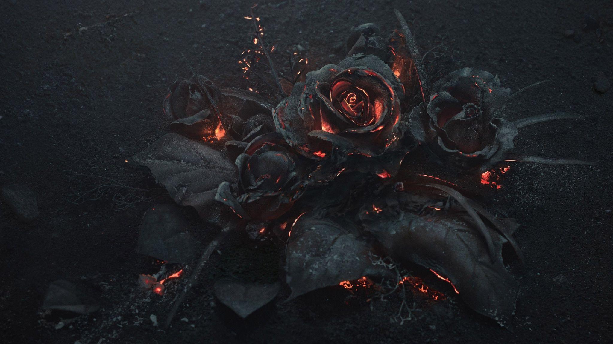 2048x1152 Rose Ash Burning Black Wallpaper
