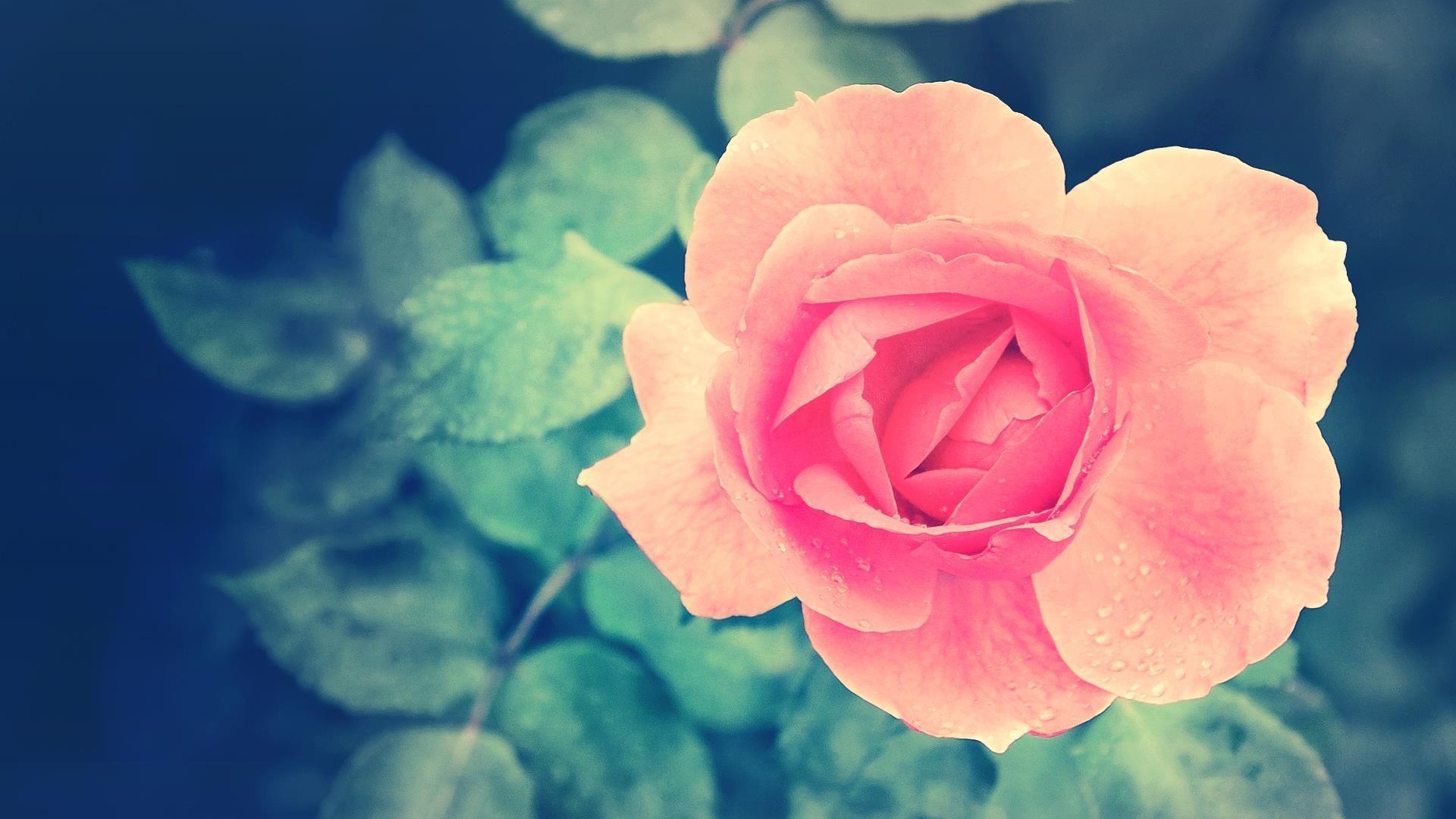 1920x1080 Pink Rose Desktop Wallpaper