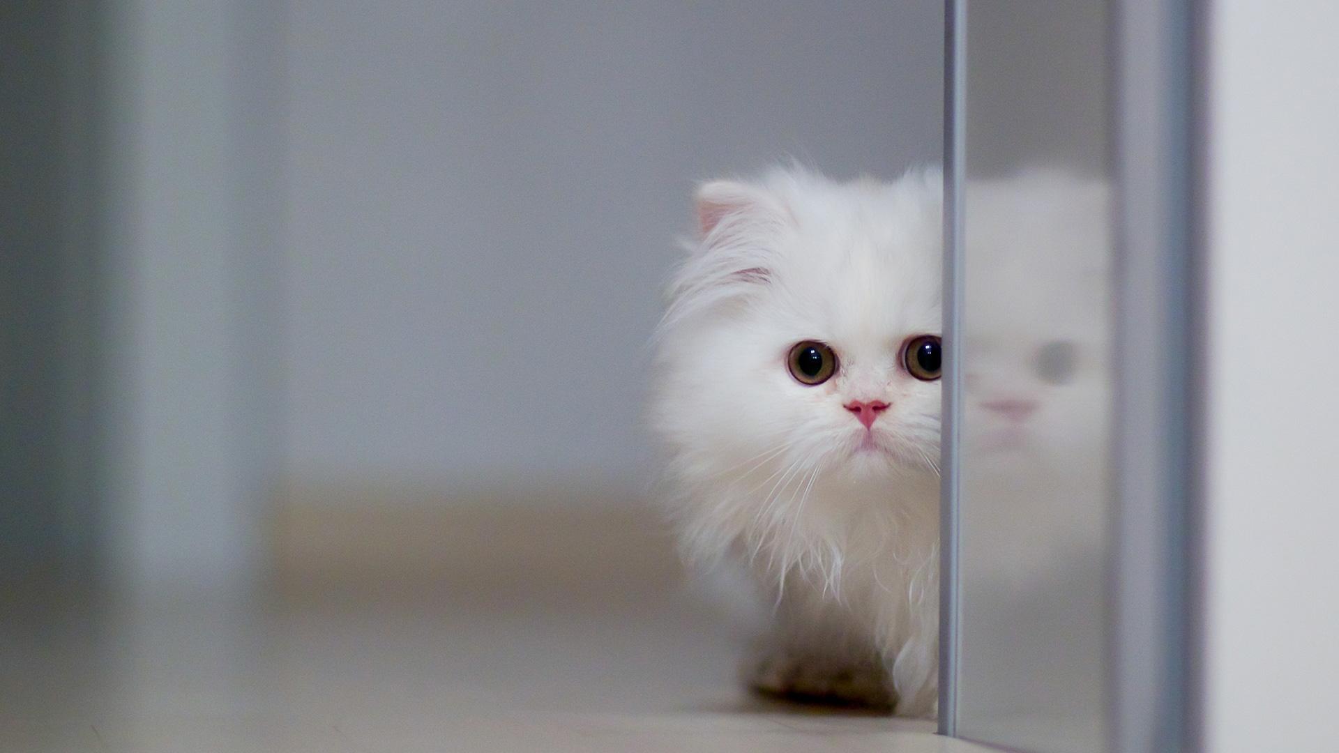 1920x1080 Persian (White, Fluffy, Beautiful) Cat Wallpaper