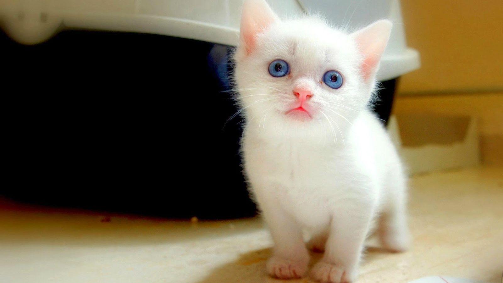 1600x900 Free download Cute Cat WallPapers Download Beautiful Cats Desktop