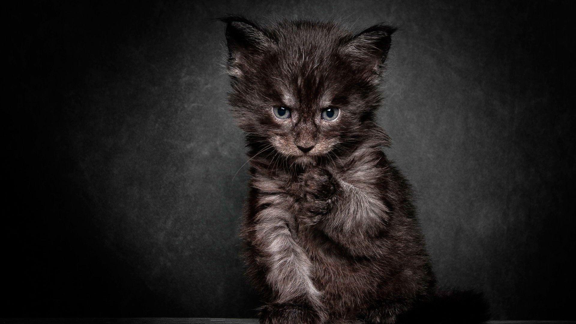 Angry Cute Cat wallpaper by border_100 - Download on ZEDGE™