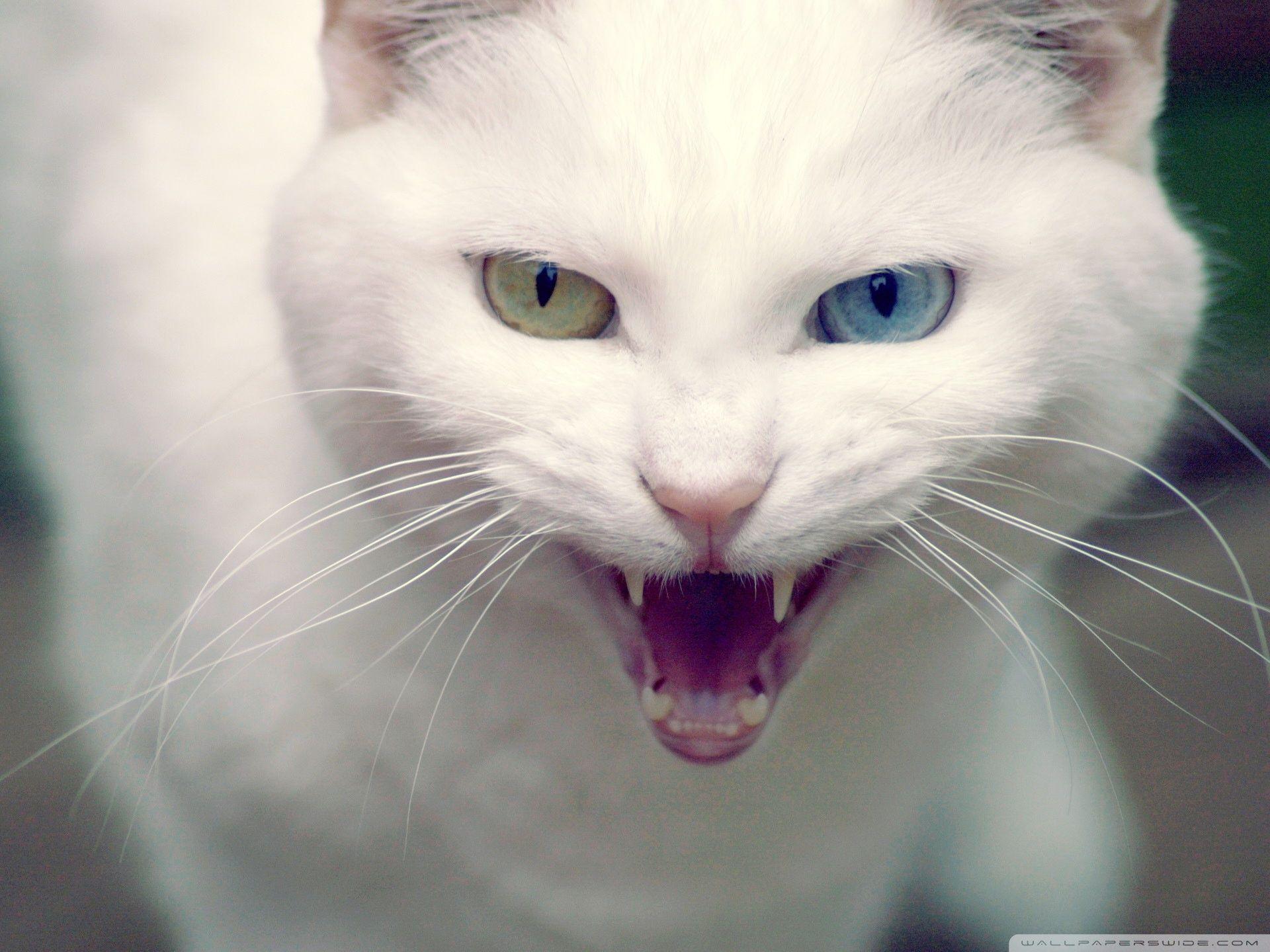Angry Cute Cat wallpaper by border_100 - Download on ZEDGE™