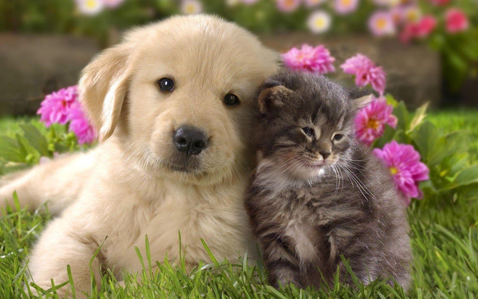 1600x1000 Cute Cuddling Wallpaper. Cute Cuddling