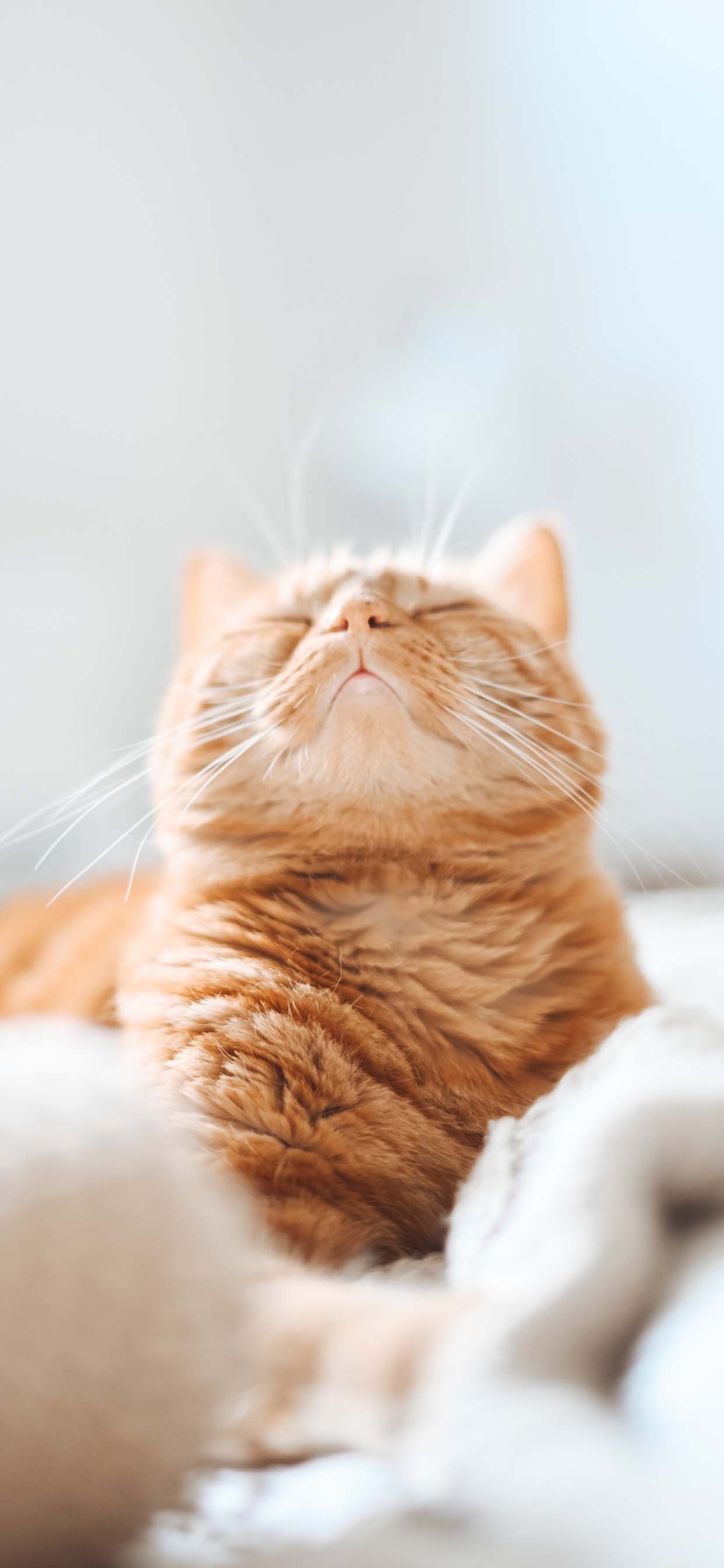 1242x2688 Beautiful Cat Wallpaper For Your IPhone 11 T Shirt Store