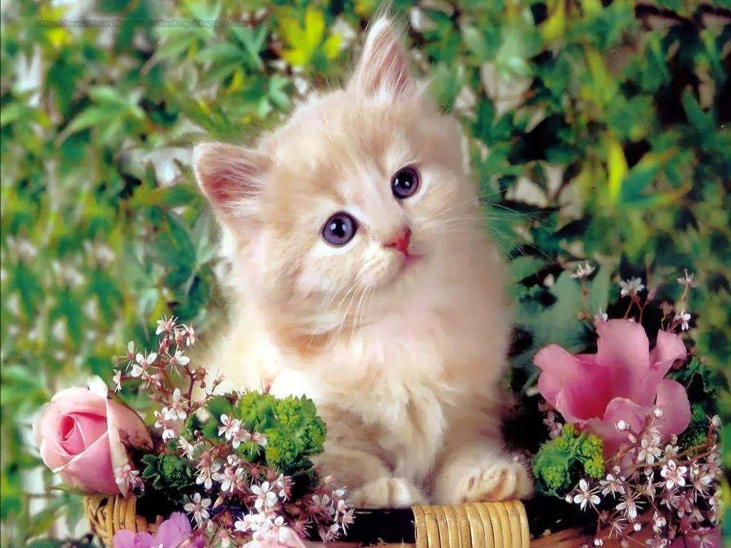 1024x768 HOW ARE THESELITTLE BEAUTIFUL CATS