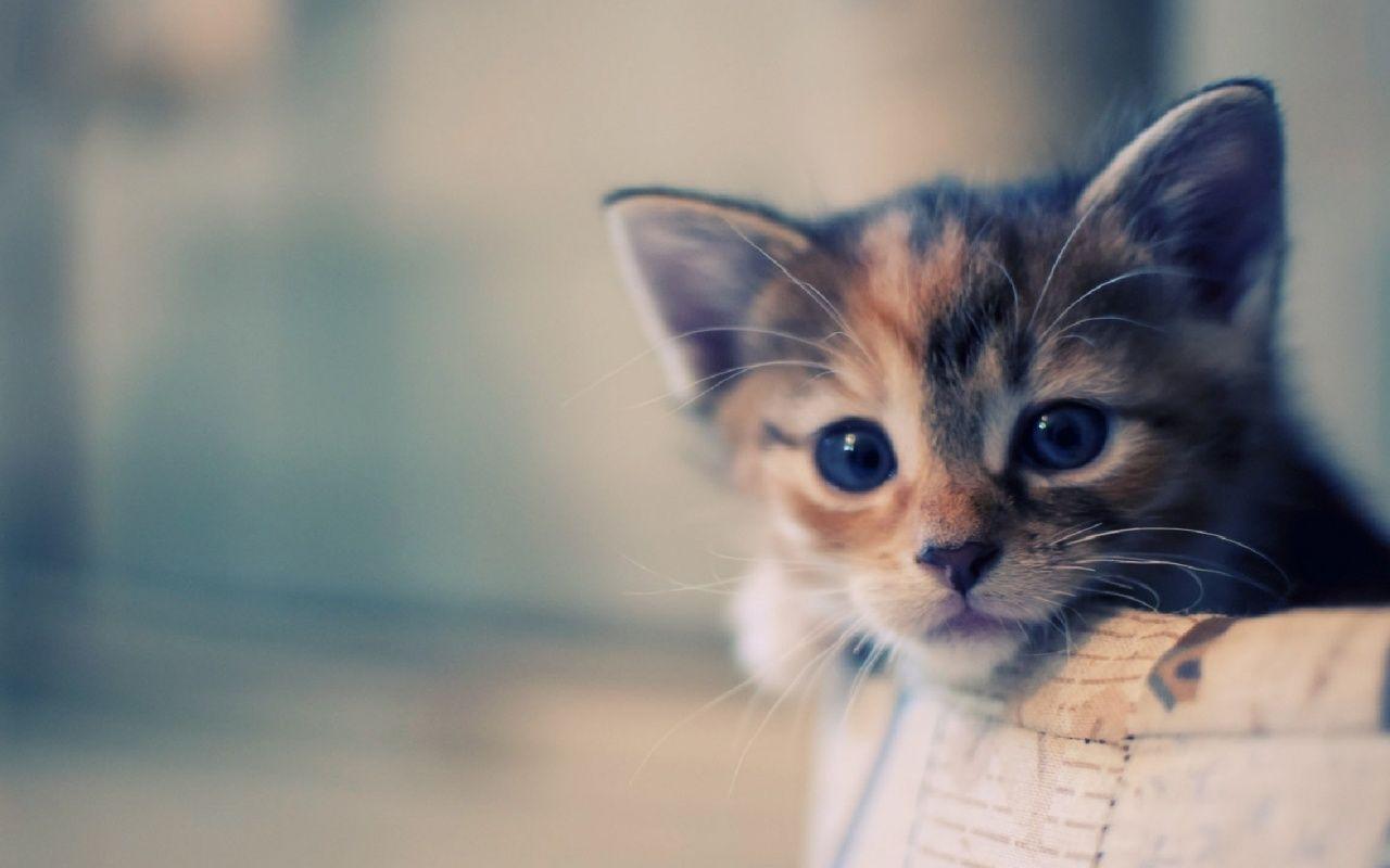 1280x800 Cute Cat Wallpaper Desktop
