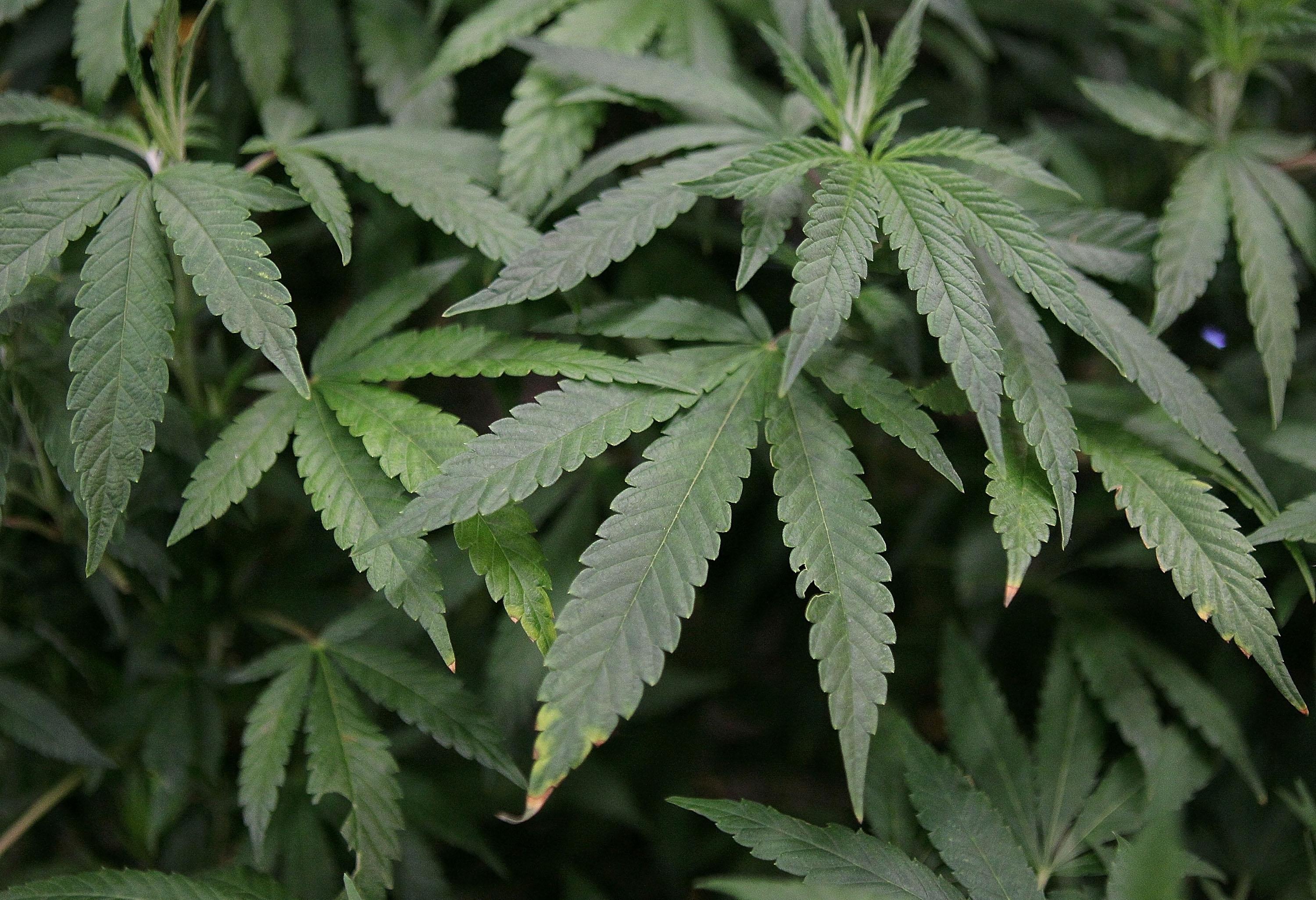 3000x2053 Weed Tumblr Background