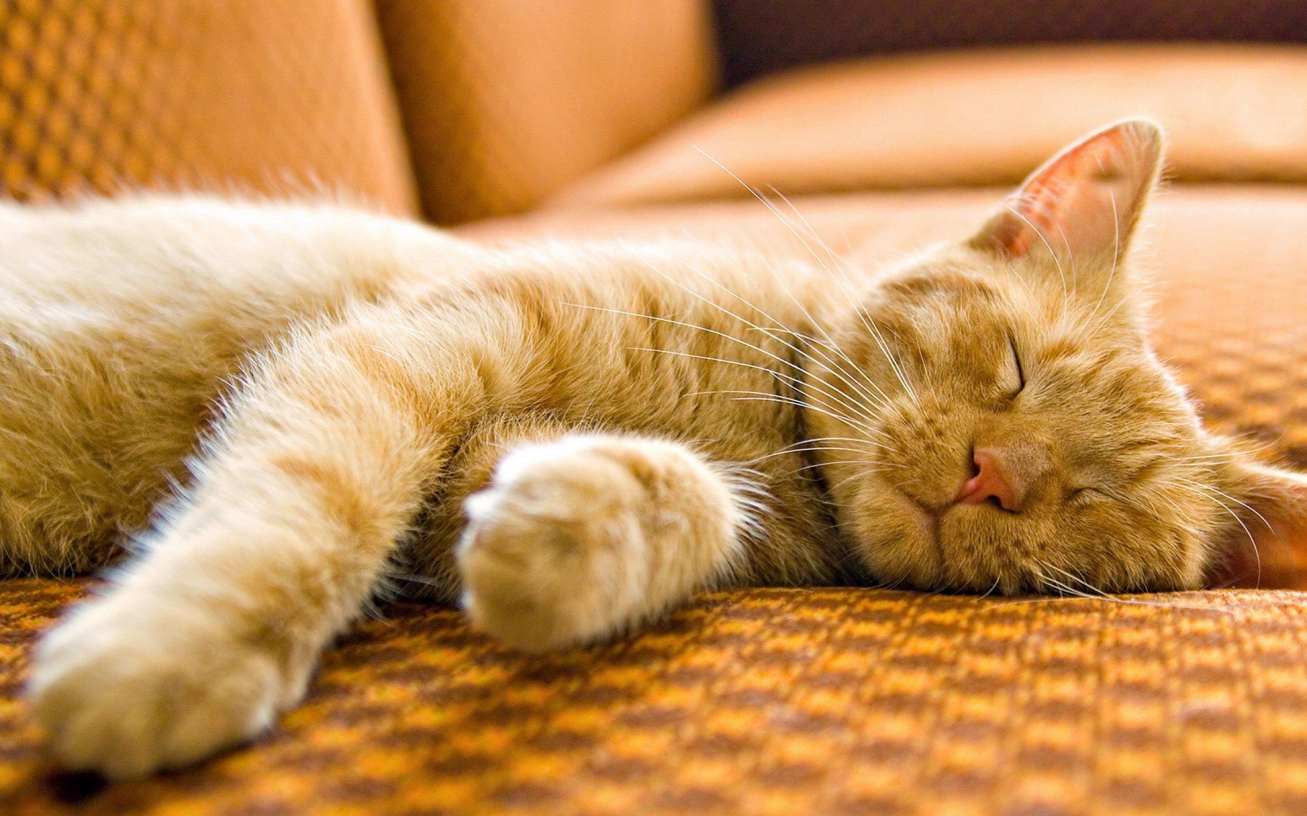 2560x1600 Beautiful Sleeping Cat Wallpaper