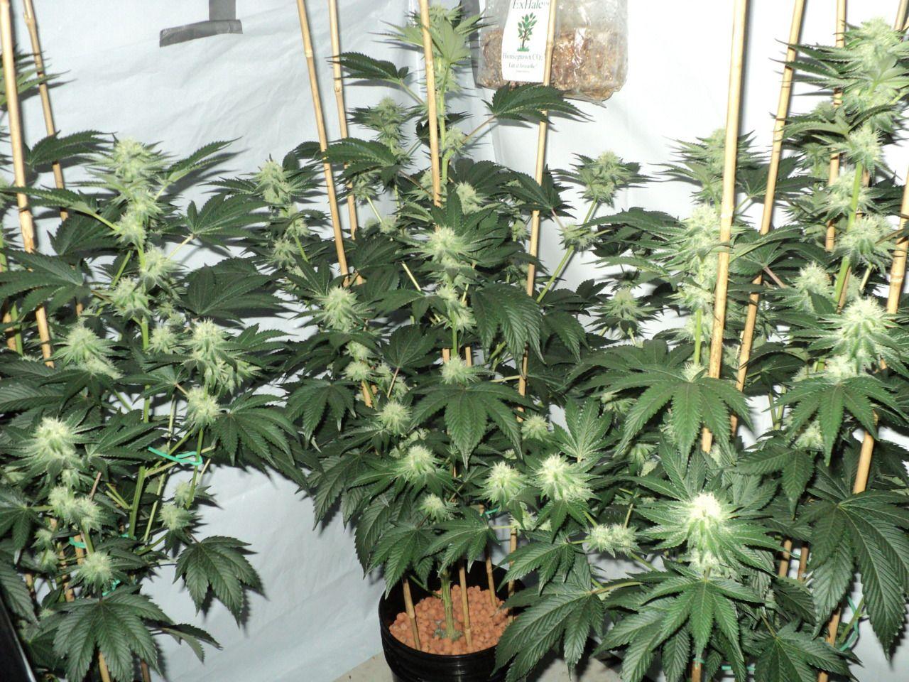 1280x960 Free download Pin Nature Drugs Marijuana Plants Weed HD Wallpaper