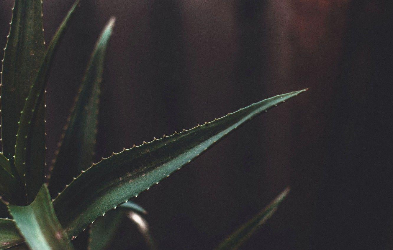 Minimalist Plant Desktop Wallpapers - Top Free Minimalist Plant Desktop