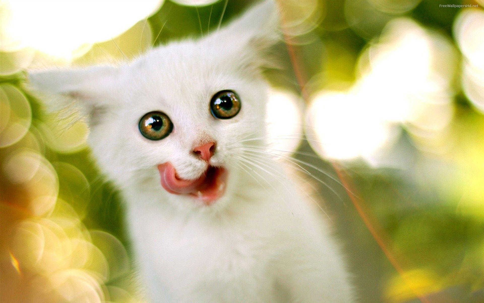 1920x1200 Funny And Cute Cats 1 Desktop Wallpaper