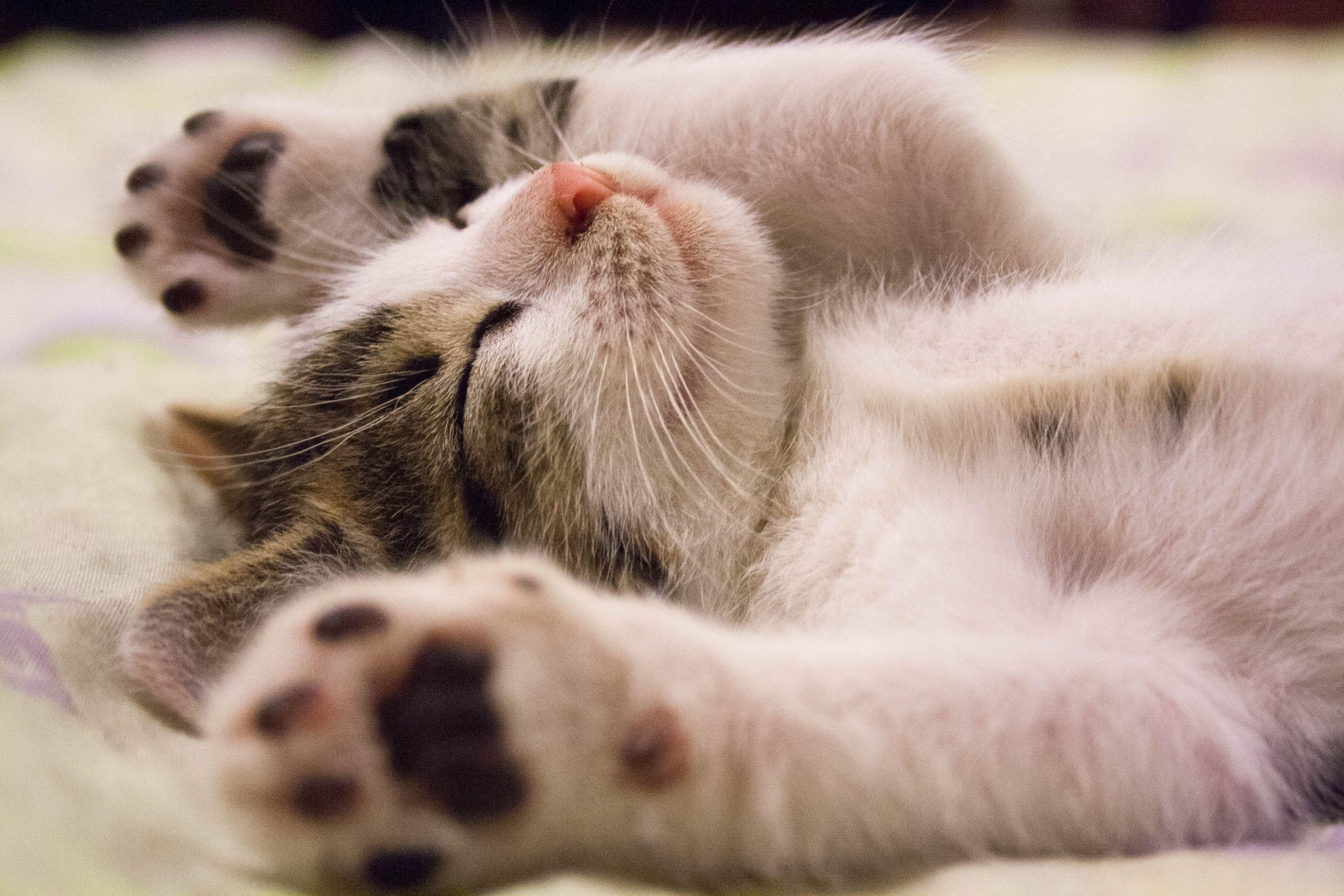 3888x2592 Beautiful Cat Wallpaper HD Picture One HD Wallpaper
