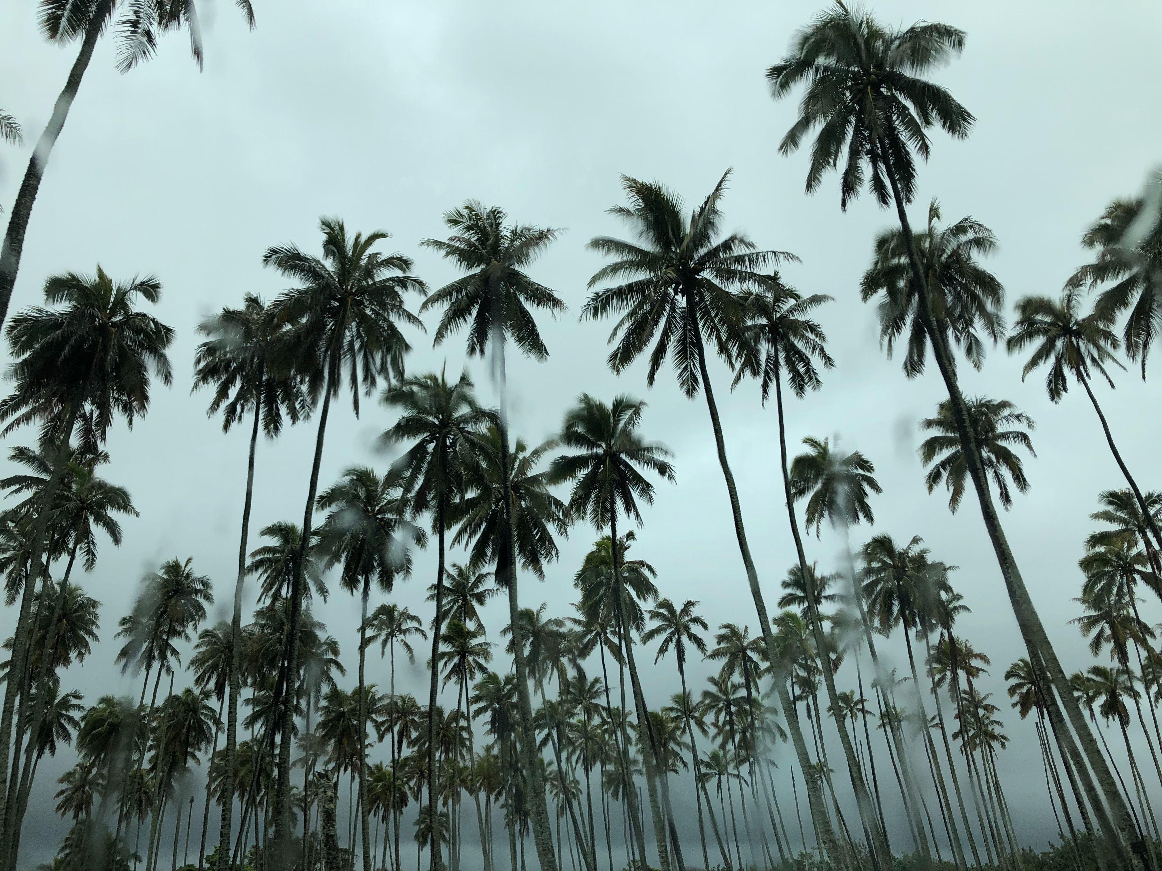 4032x3024 4032x3024 #arecaceae, #Free , #summer, #kauai, #outdoors, #tumblr background, #computer background, #palm tree, #hd background, #background, #hawaii, #tree, #vegetation, #hd wallpaper, #coconut trees, #nature, #plant, #tropical