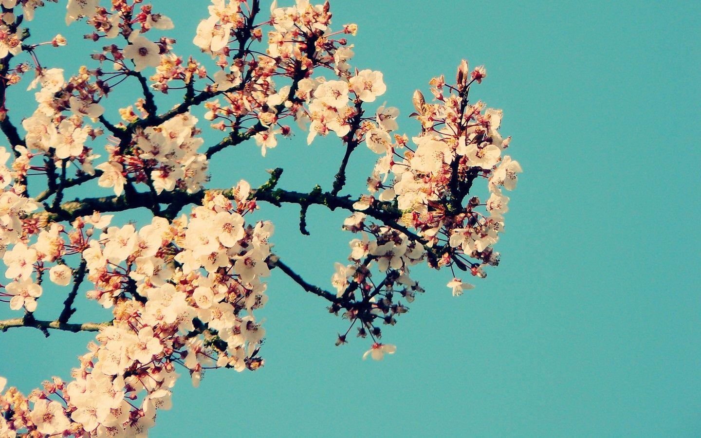 1440x900 Desktop Background Tumblr HD Wallpaper Desktop Wallpaper