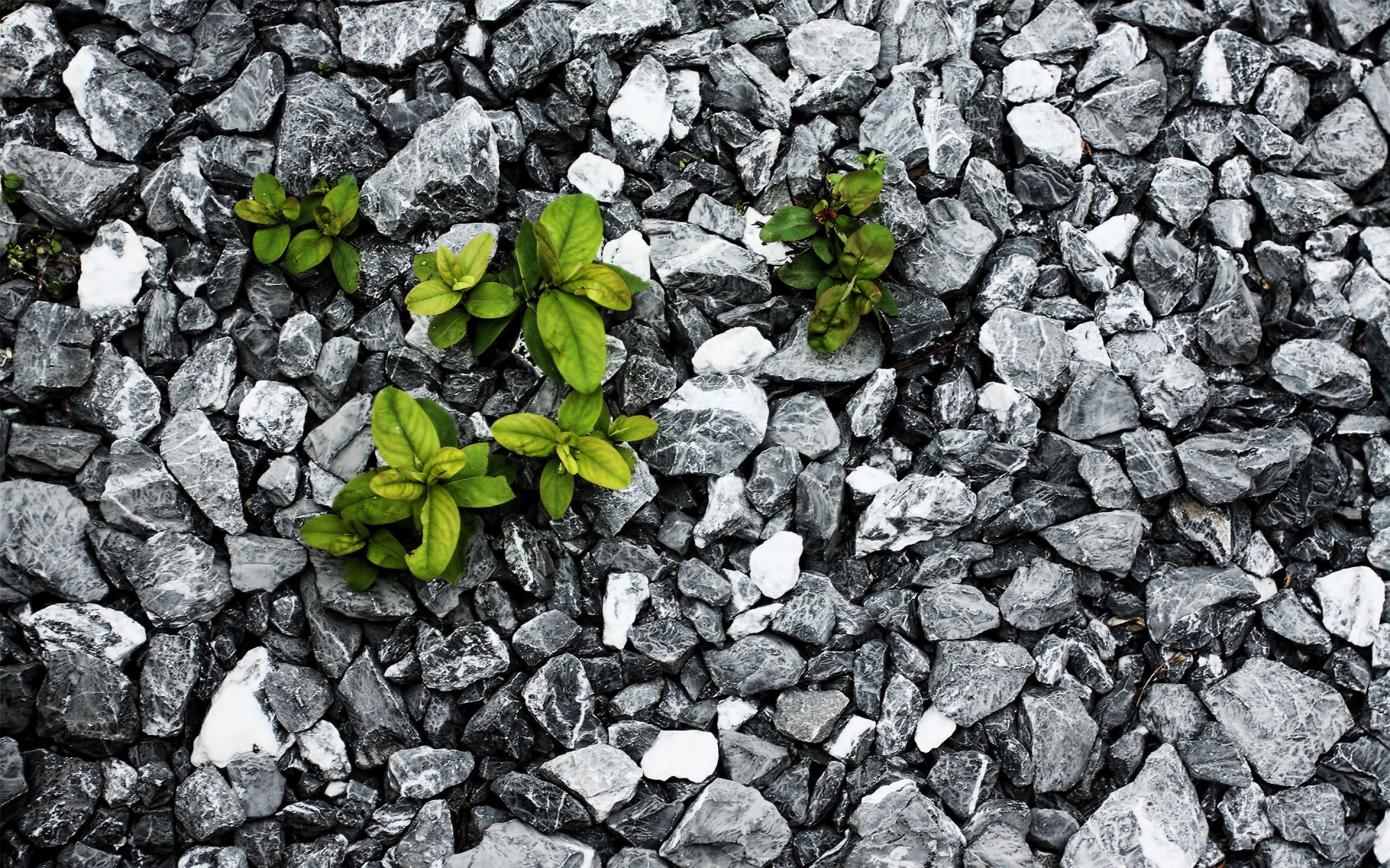 2880x1800 Plants between the stones wallpaperx1800