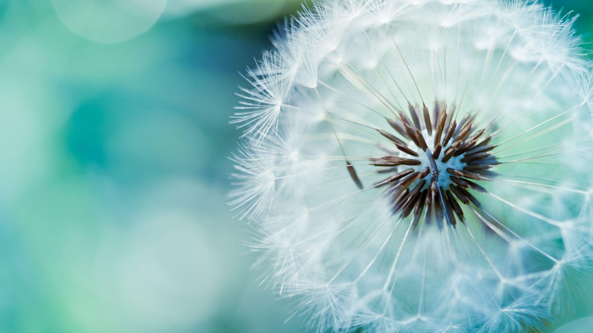 1920x1080 Free download Home Nature Flowers Plants Flowers Wallpaper tumblr
