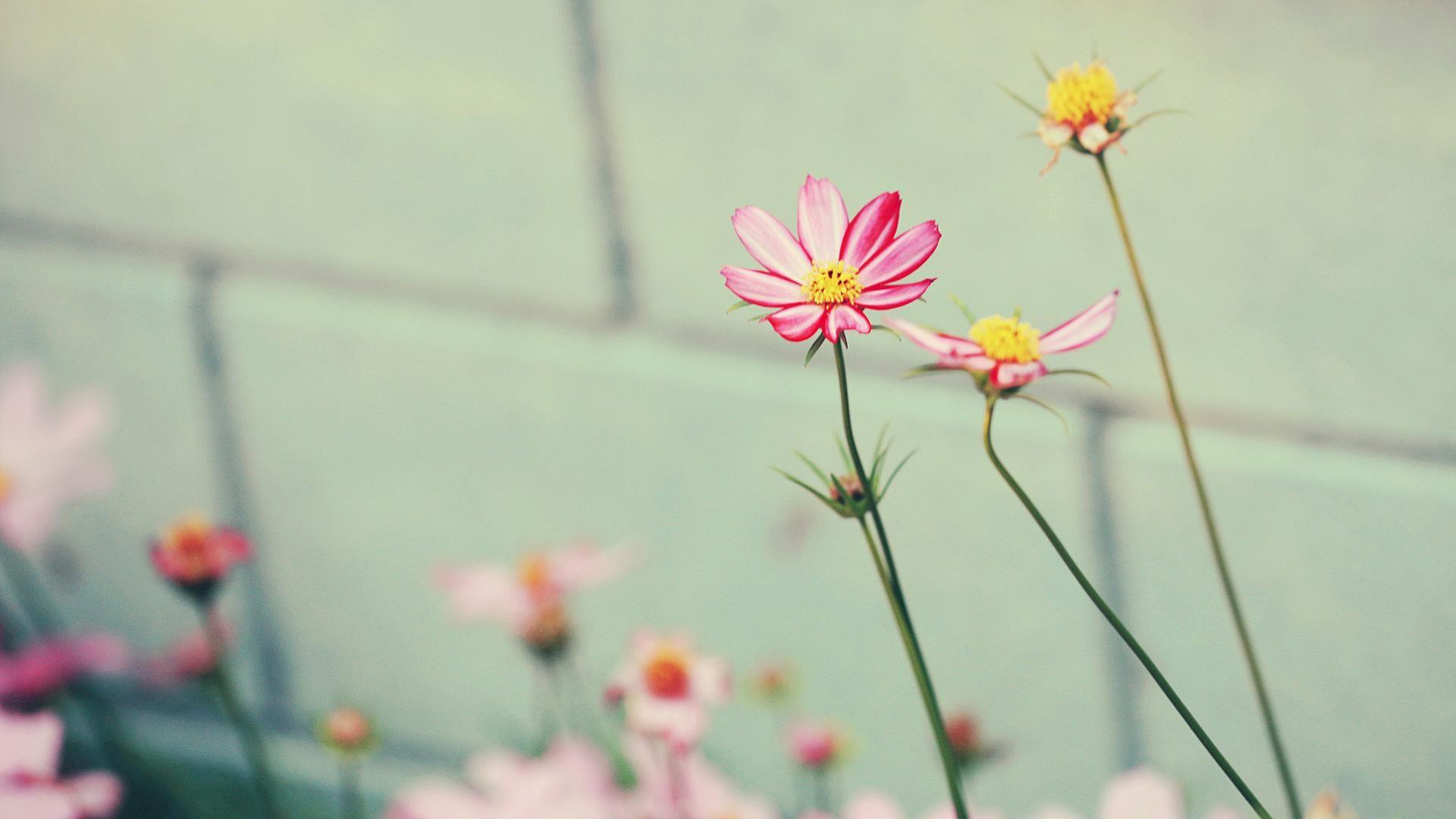 1920x1080 MNF 49: Picture Of Flower Tumblr HD, 41 Top Wallpaper
