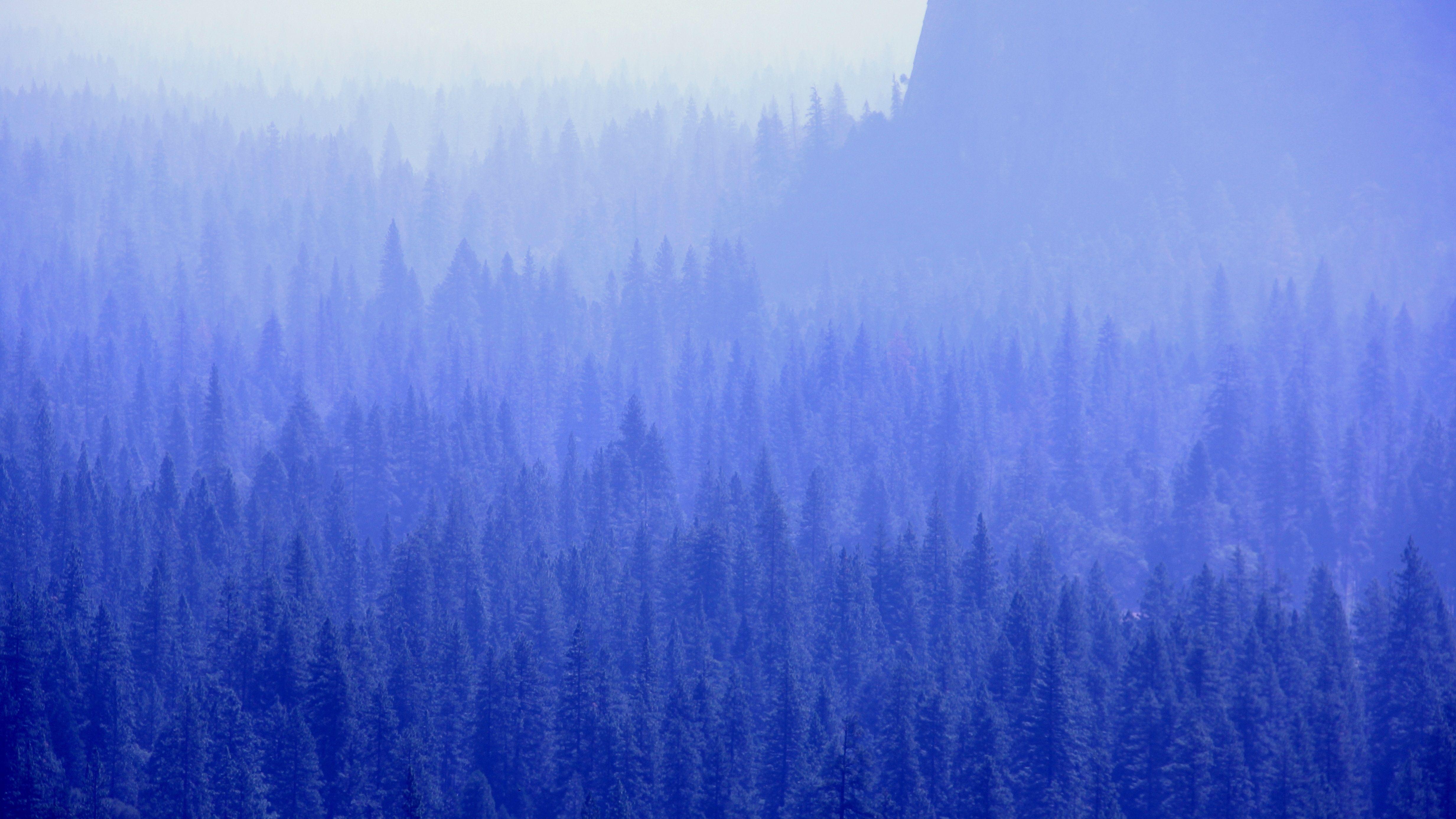 4930x2775 4930x2775 #hd background, #nature, #plant, #hd wallpaper