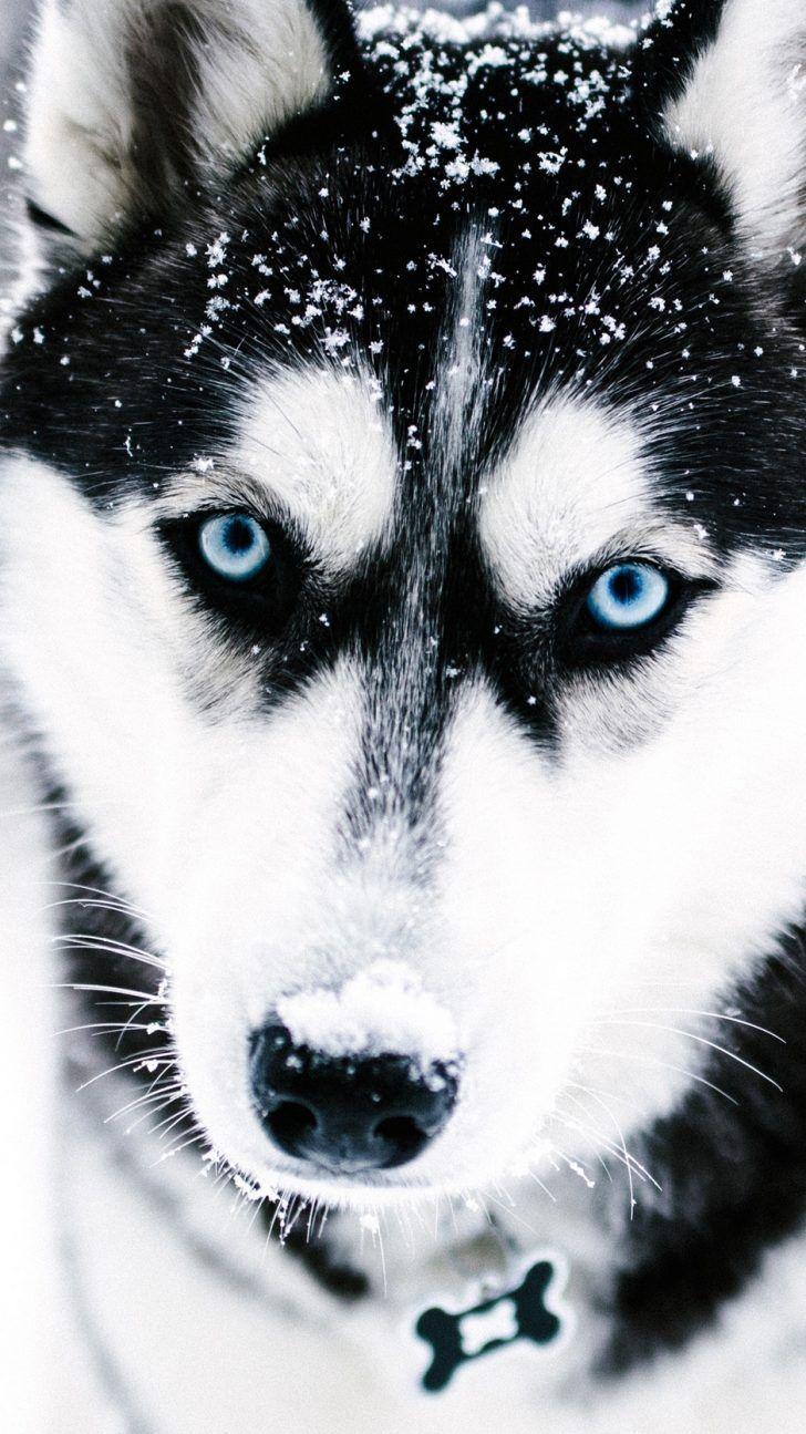 728x1295 New Amazing iPhone XR Background
