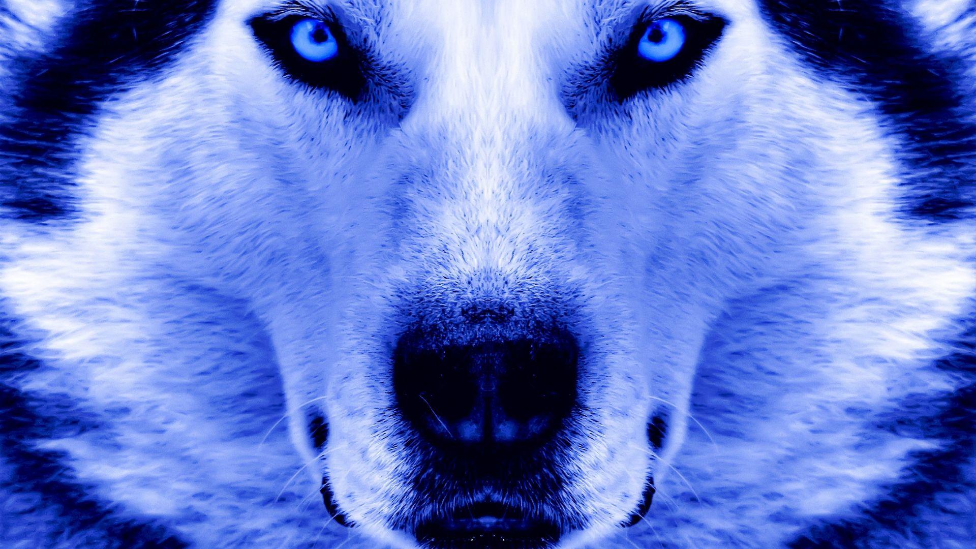 1920x1080 Husky Wallpaper for Computer