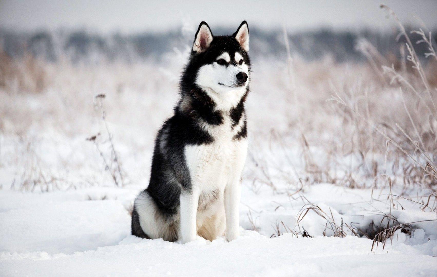 1703x1080 Siberian Husky Wallpaper Full HD Wallpaper