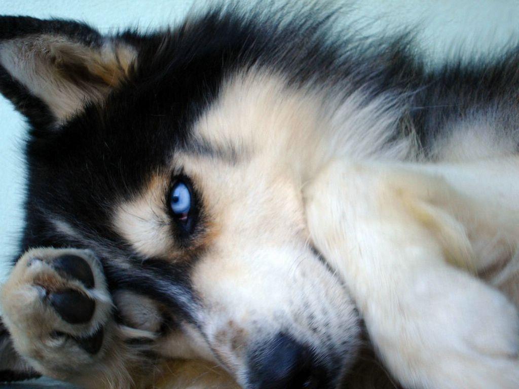 1024x768 wallpaper. siberian husky Wallpaper The Free siberian