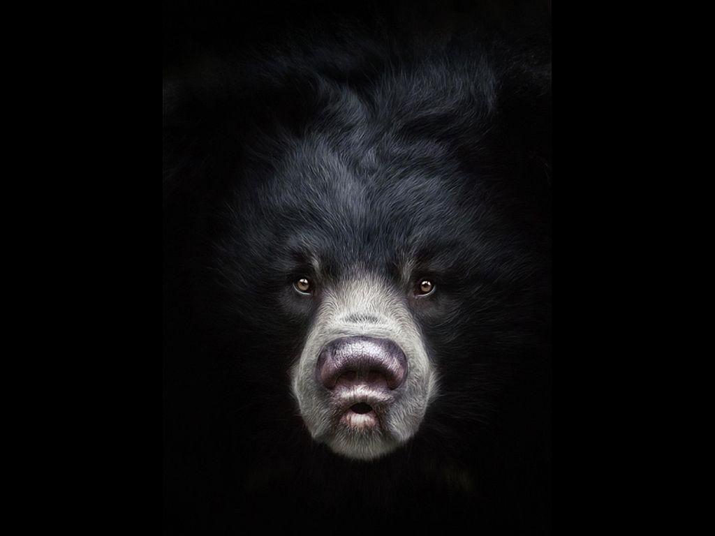 Update 54+ black bear wallpaper latest - in.cdgdbentre