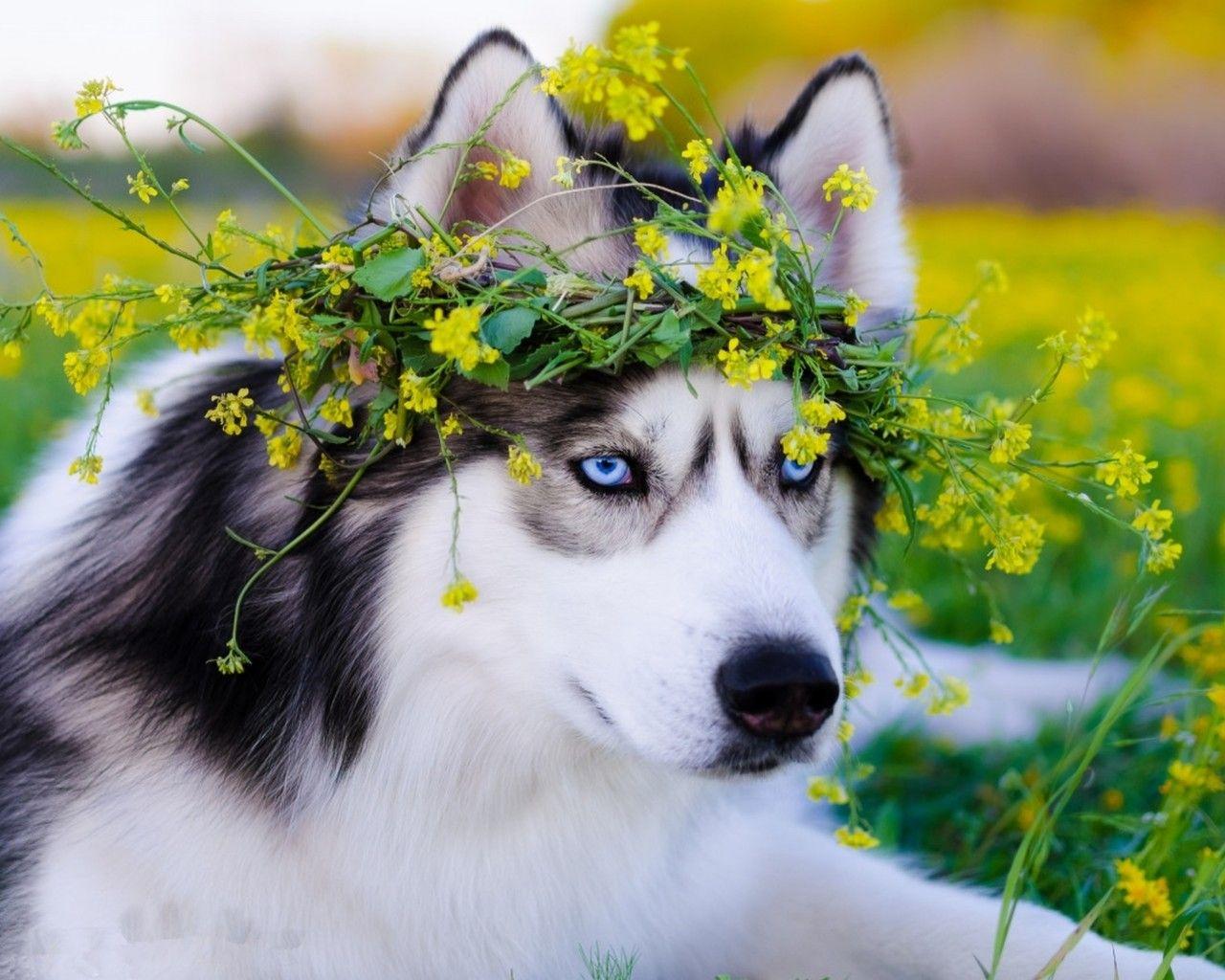 1280x1024 Siberian Husky Dog 1280x1024 Resolution HD 4k Wallpaper