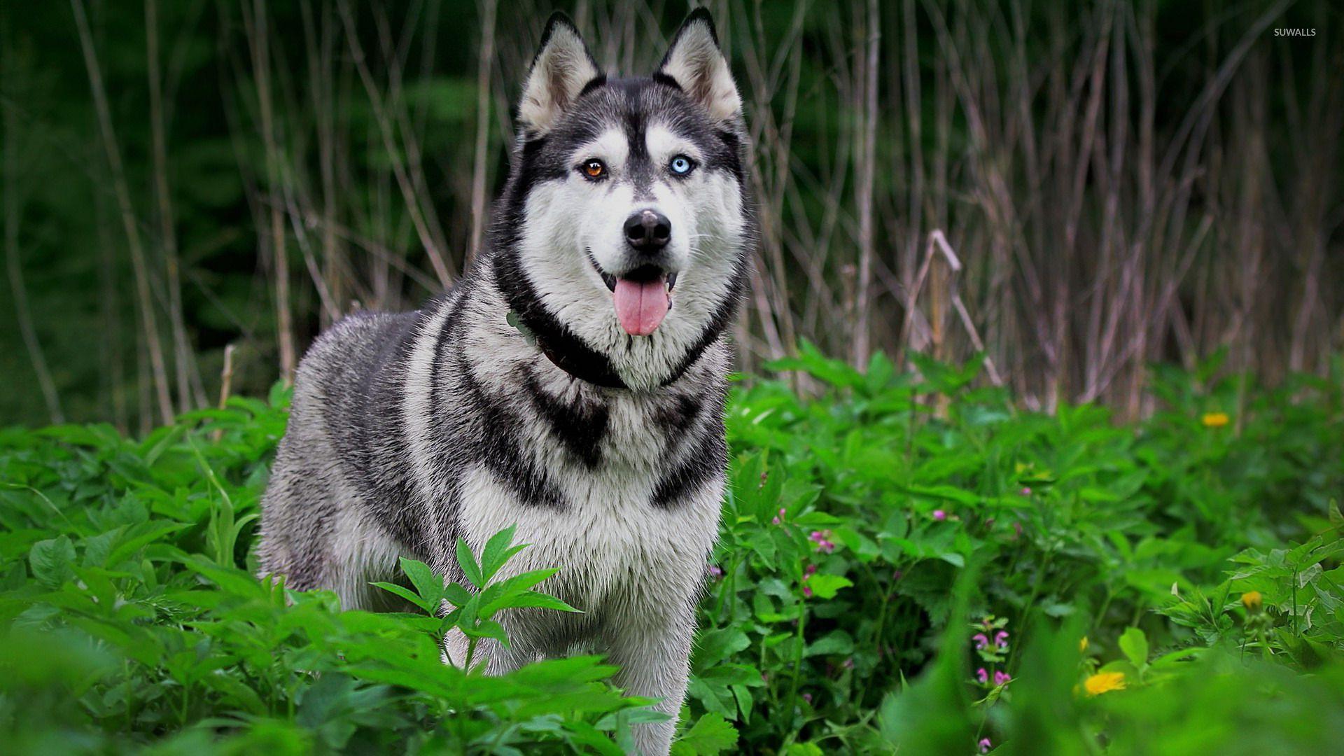 1920x1080 Siberian husky [4] wallpaper wallpaper