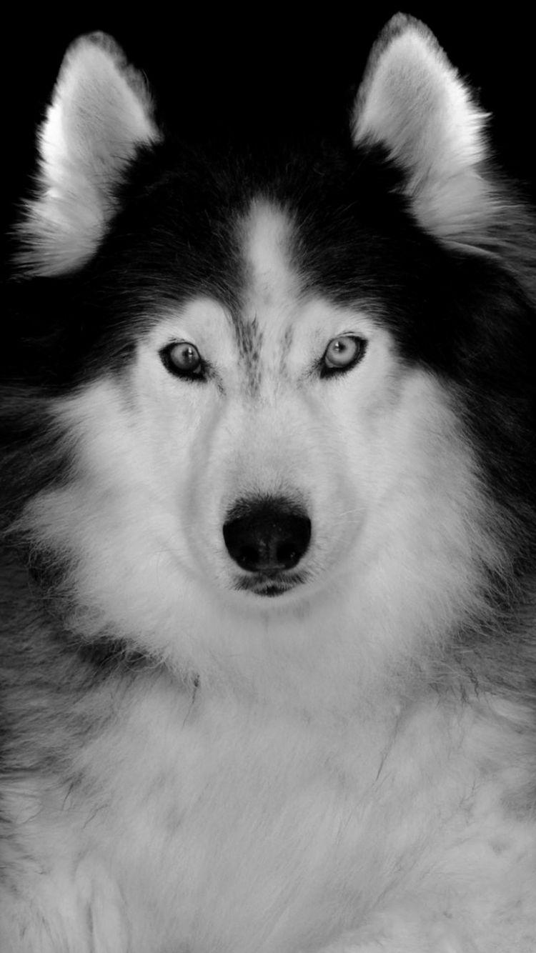 750x1334 Download 750x1334 wallpaper siberian husky, pet, dog, art, iphone