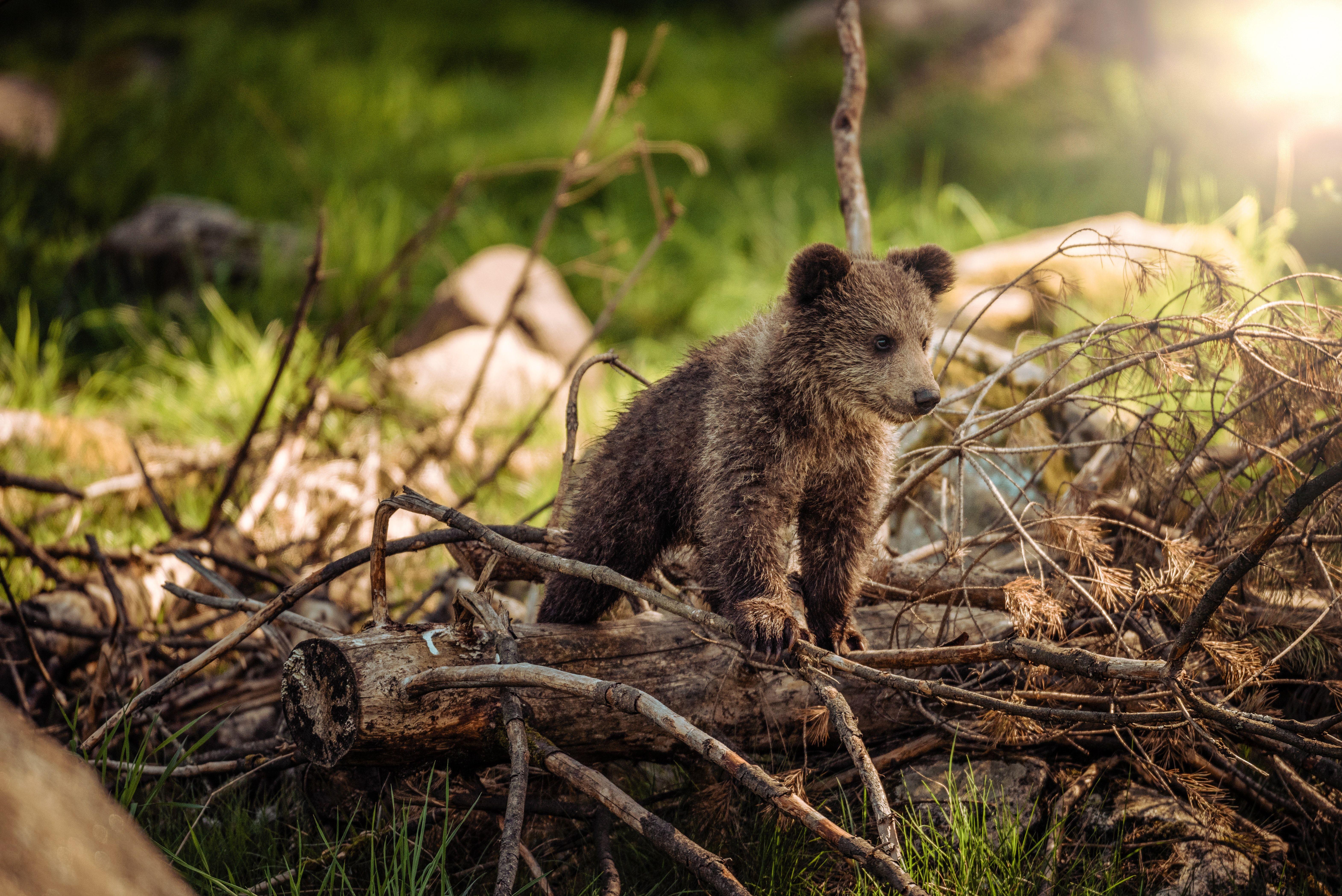6285x4195 Bear Picture [HD]. Download Free Image