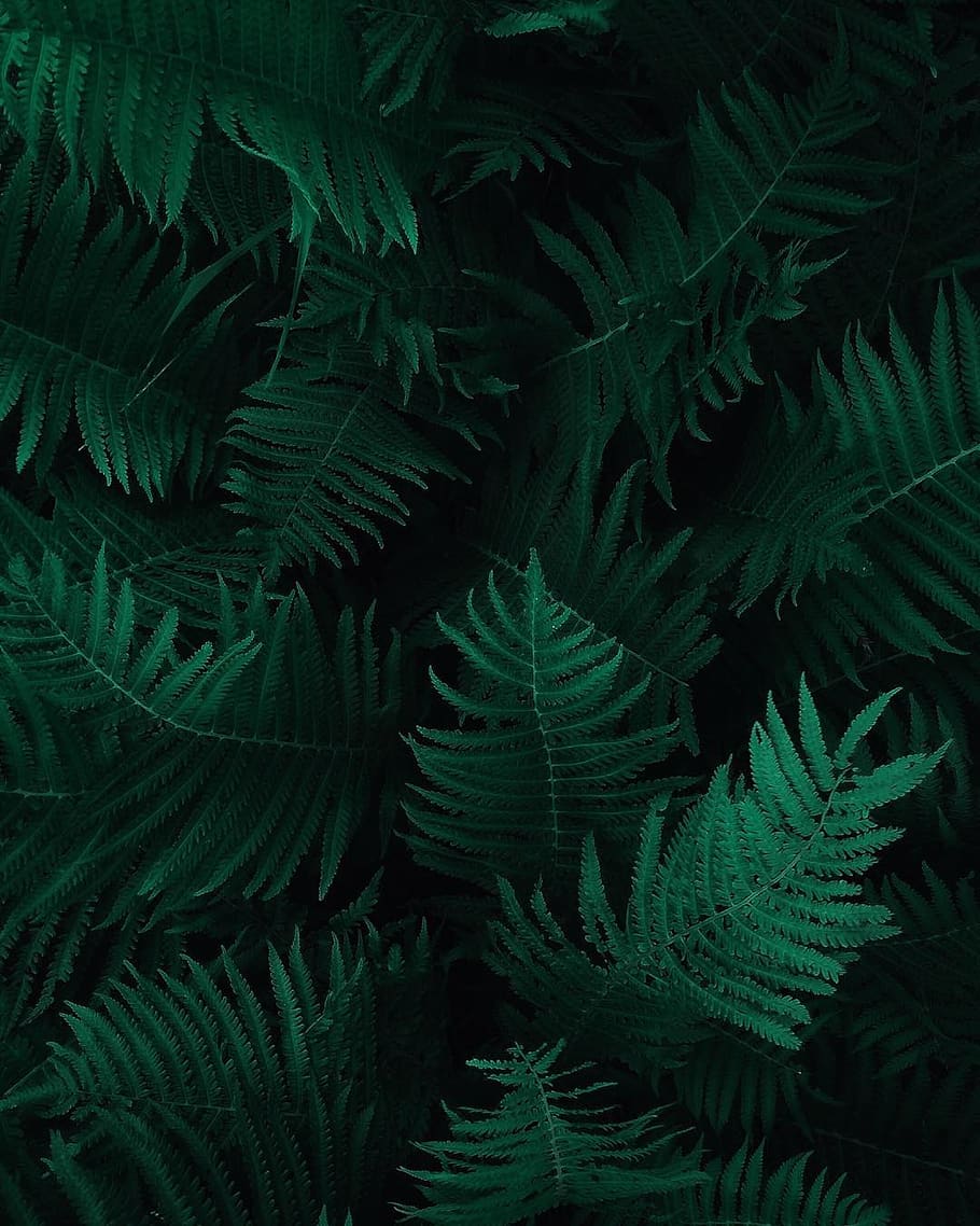 Dark Green Leaves Wallpapers - Top Những Hình Ảnh Đẹp