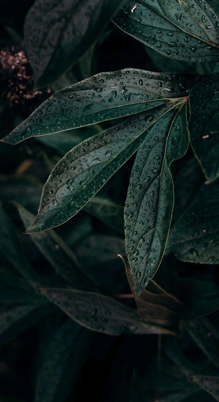 Botany Wallpapers - Top Free Botany Backgrounds - WallpaperAccess