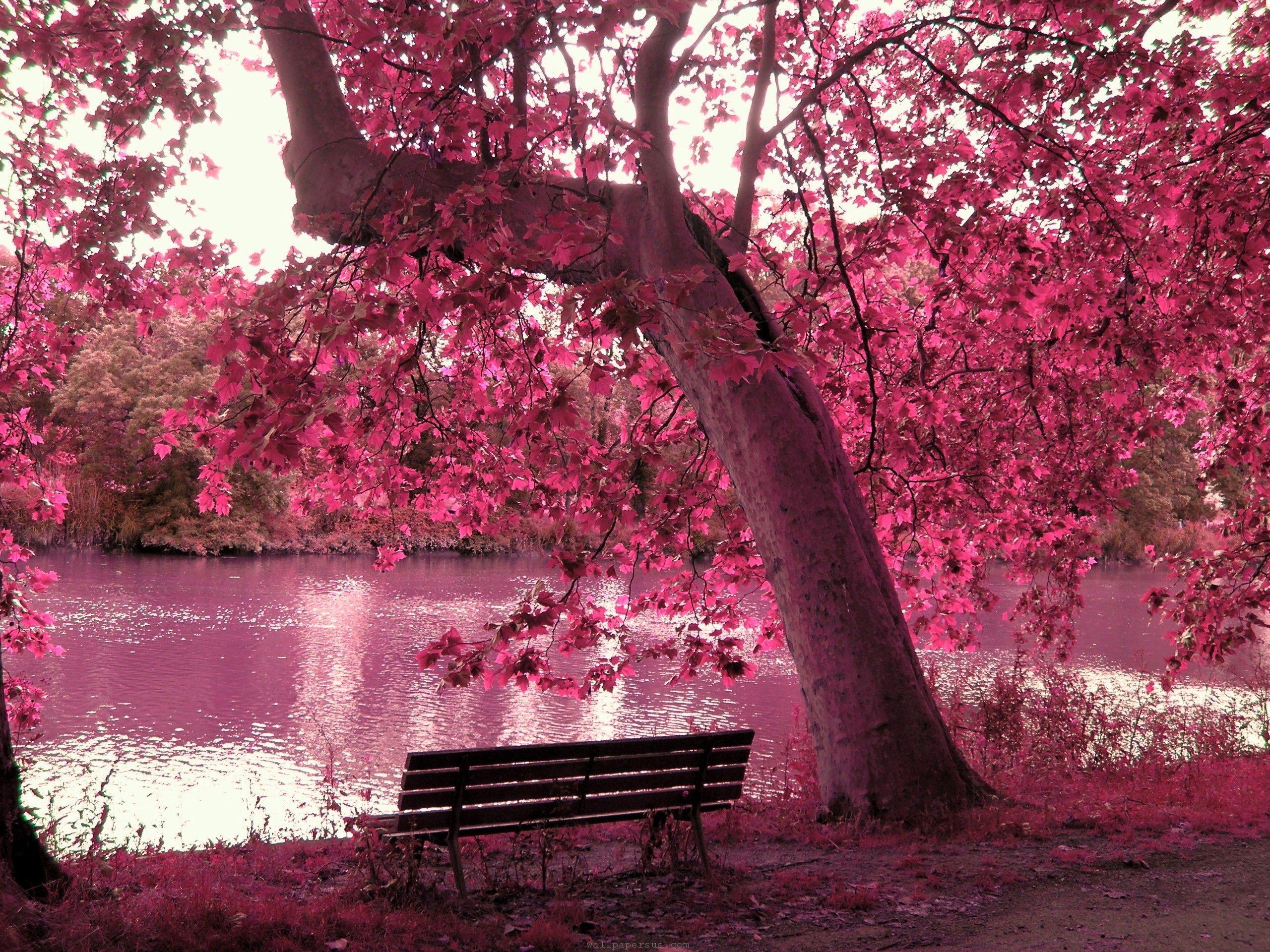 Hình nền cây hồng bên hồ 2560x1920
