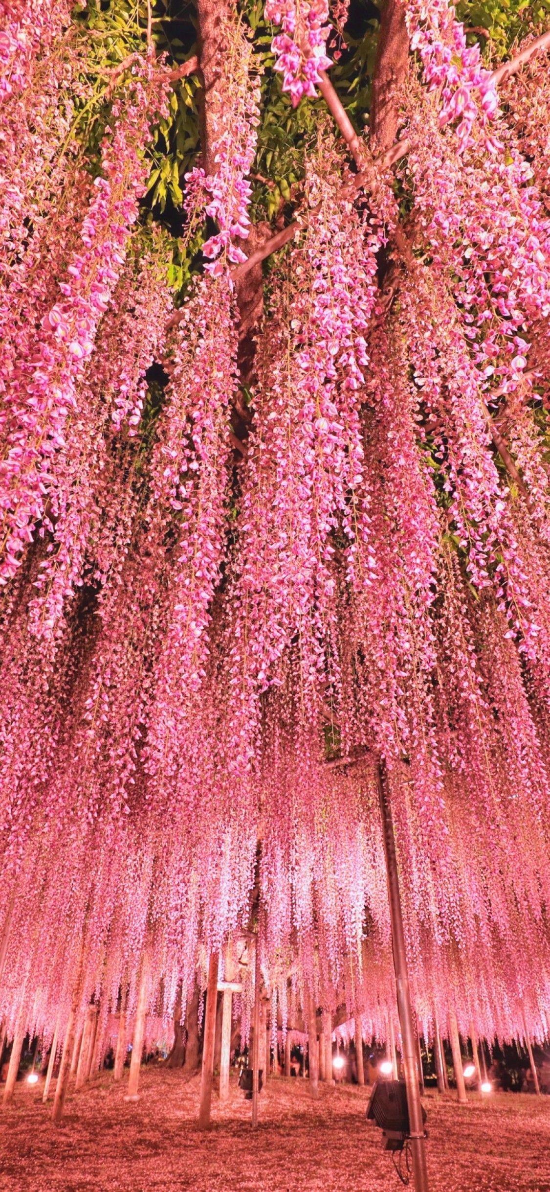 1125x2436 Tải xuống 1125x2436 Nhật Bản Tokyo, Lễ hội hoa Tử Đằng, Cây hồng