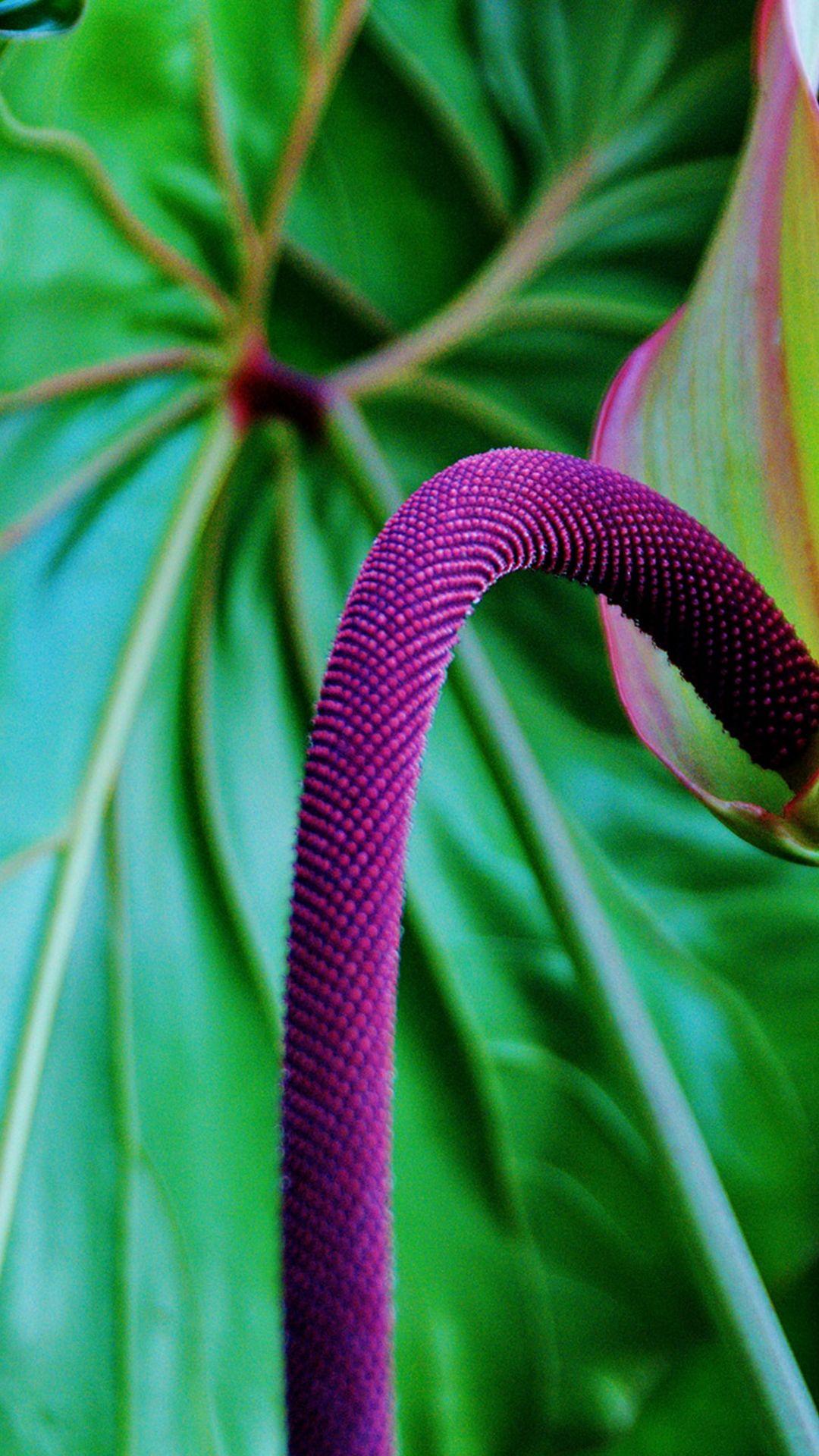 1080x1920 Free download tropical wallpaper for iPhone x and iPhone 8