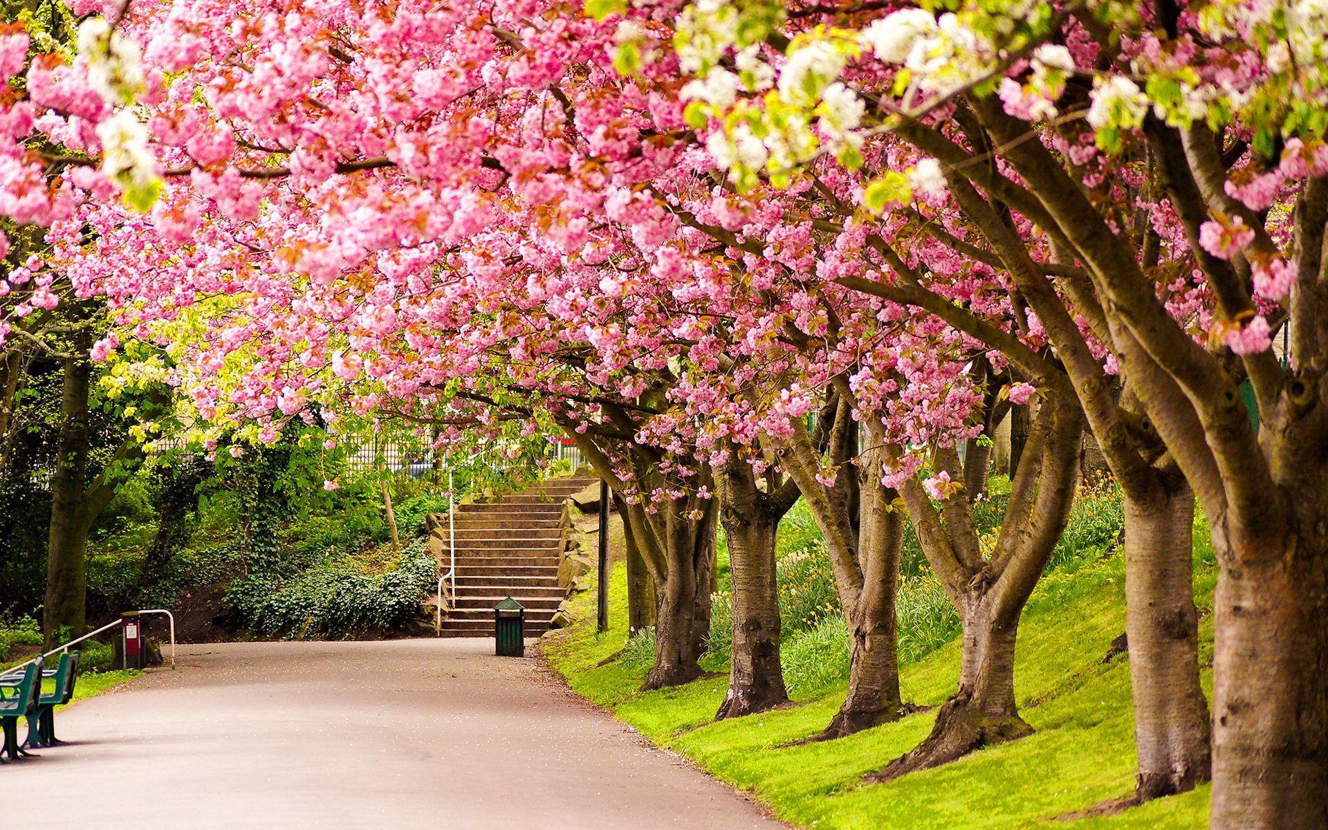 Spring Park Wallpapers - Top Free Spring Park Backgrounds - WallpaperAccess