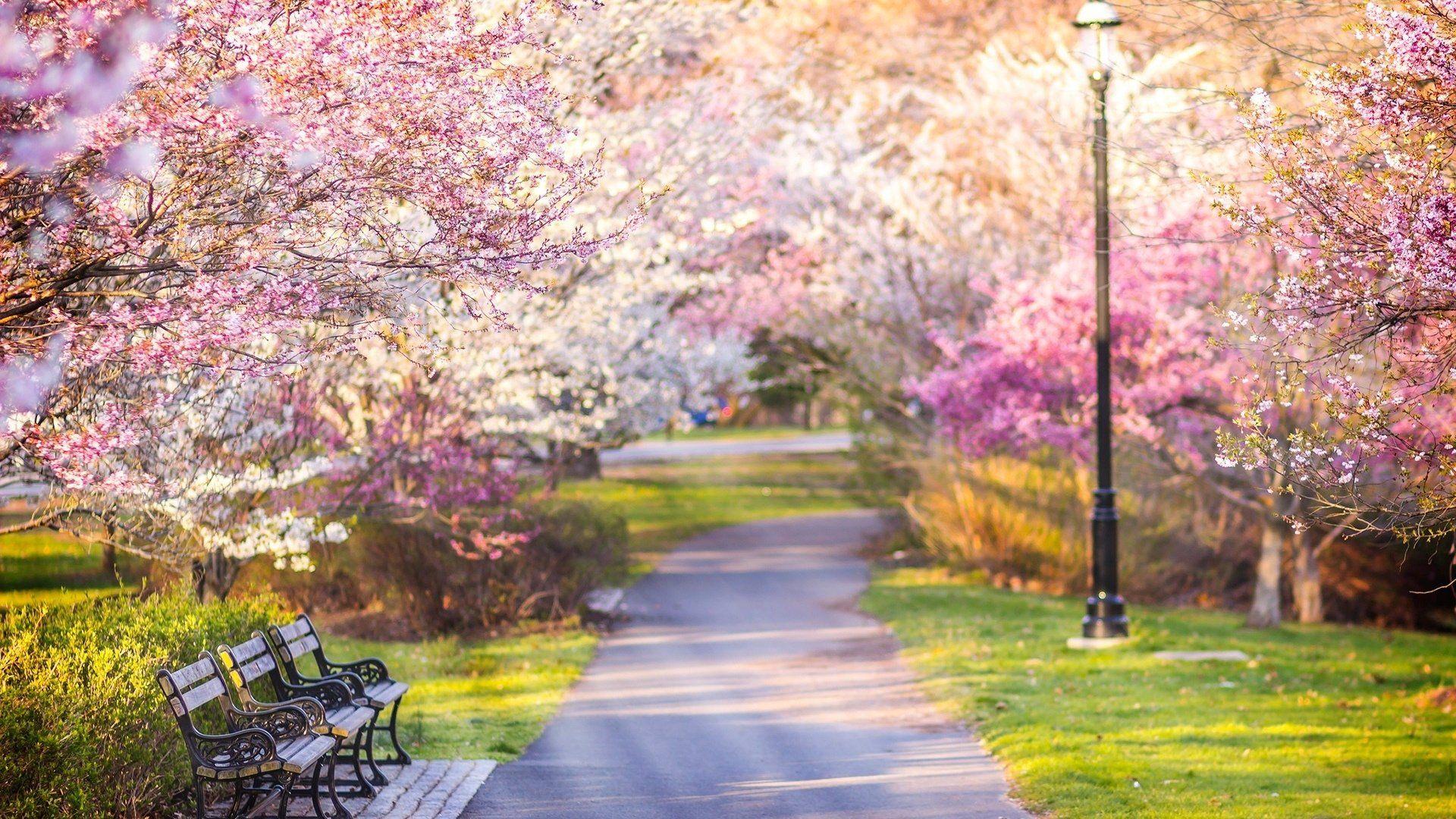 Spring Park Wallpapers - Top Free Spring Park Backgrounds - WallpaperAccess