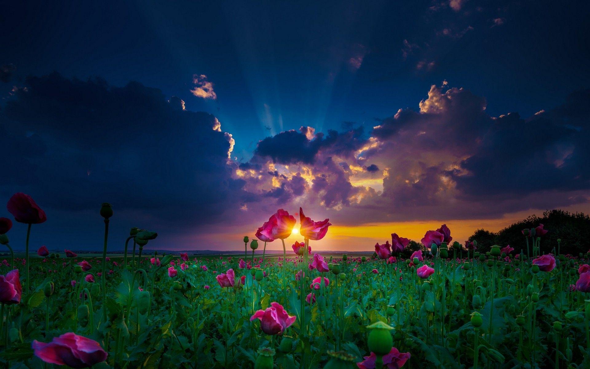 Spring Sunset Wallpapers - Top Free Spring Sunset Backgrounds ...