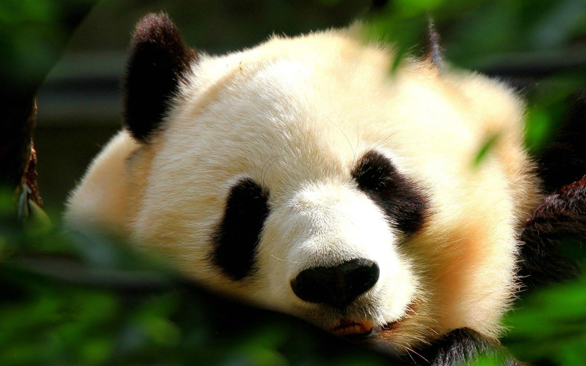 1920x1200 world wallpaper: Wallpaper With Animals