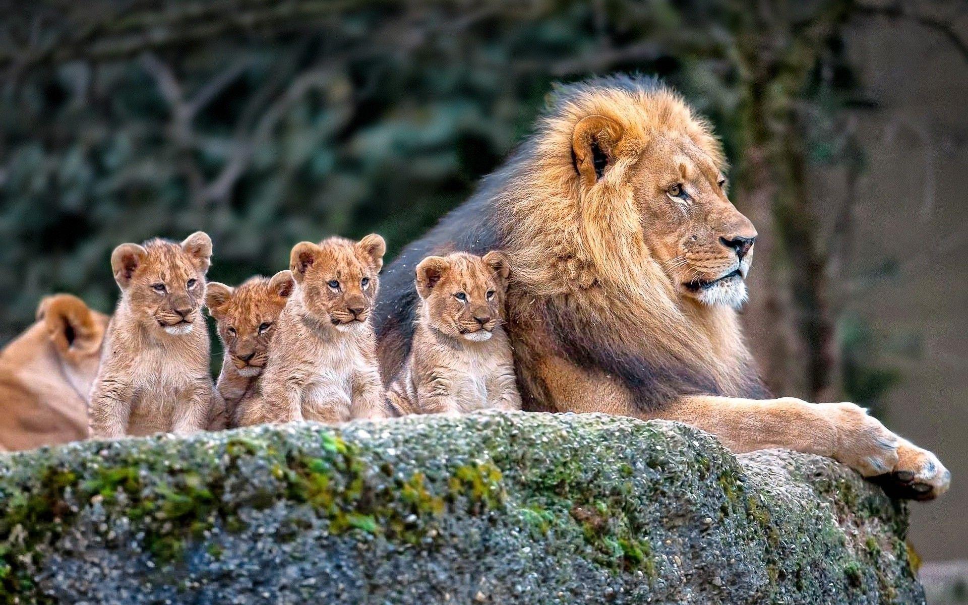 1920x1200 Cute Baby Animal Desktop Wallpaper Desktop. Lion family, Animals beautiful, Cute baby animals