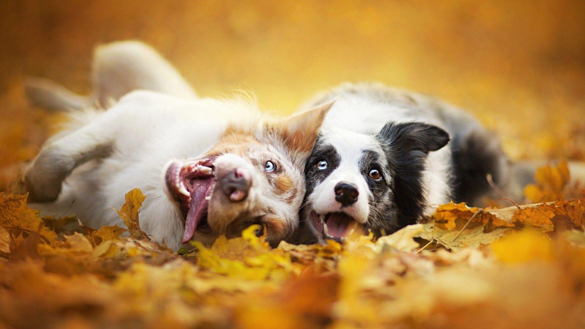1920x1080 Dog, Animals, Depth Of Field, Fall Wallpaper HD / Animal
