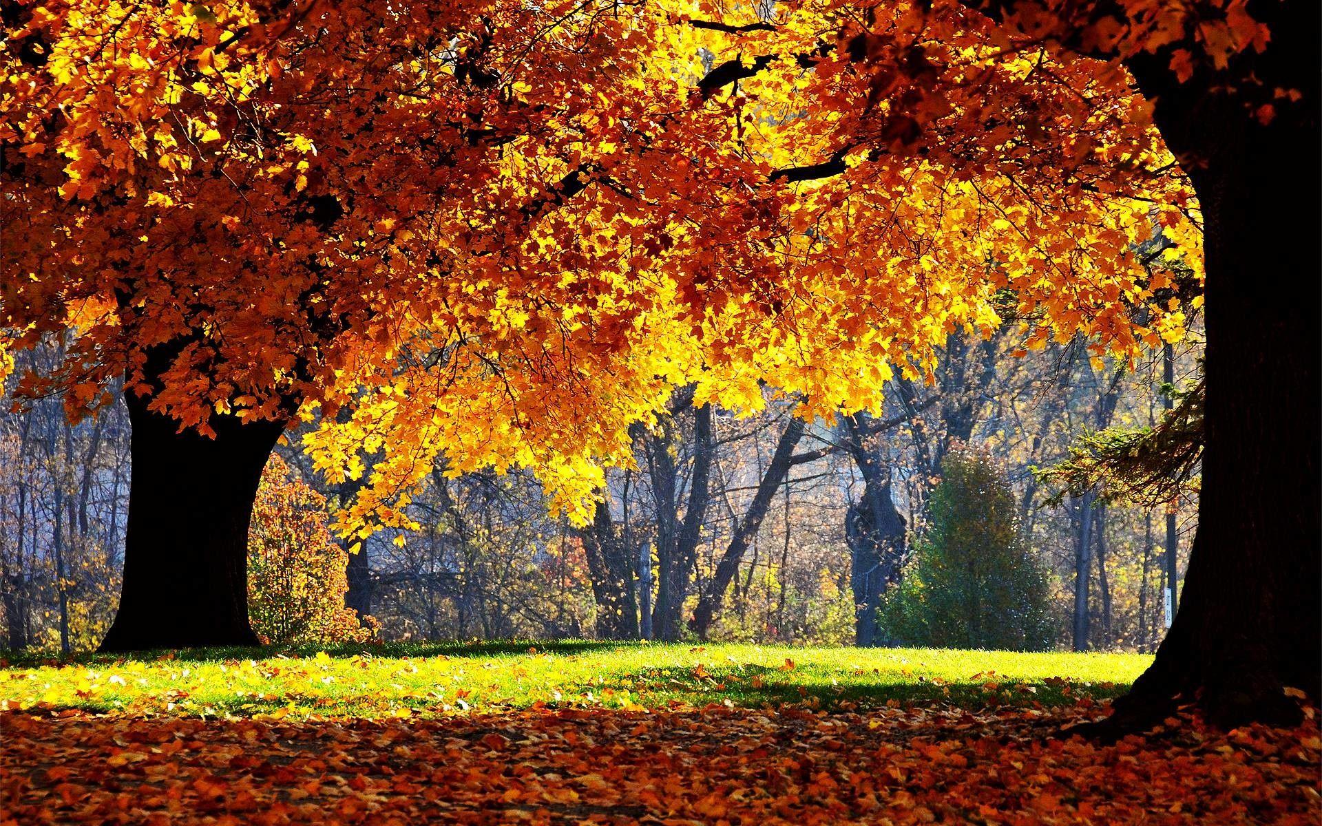 1920x1200 Fall Desktop Wallpaper