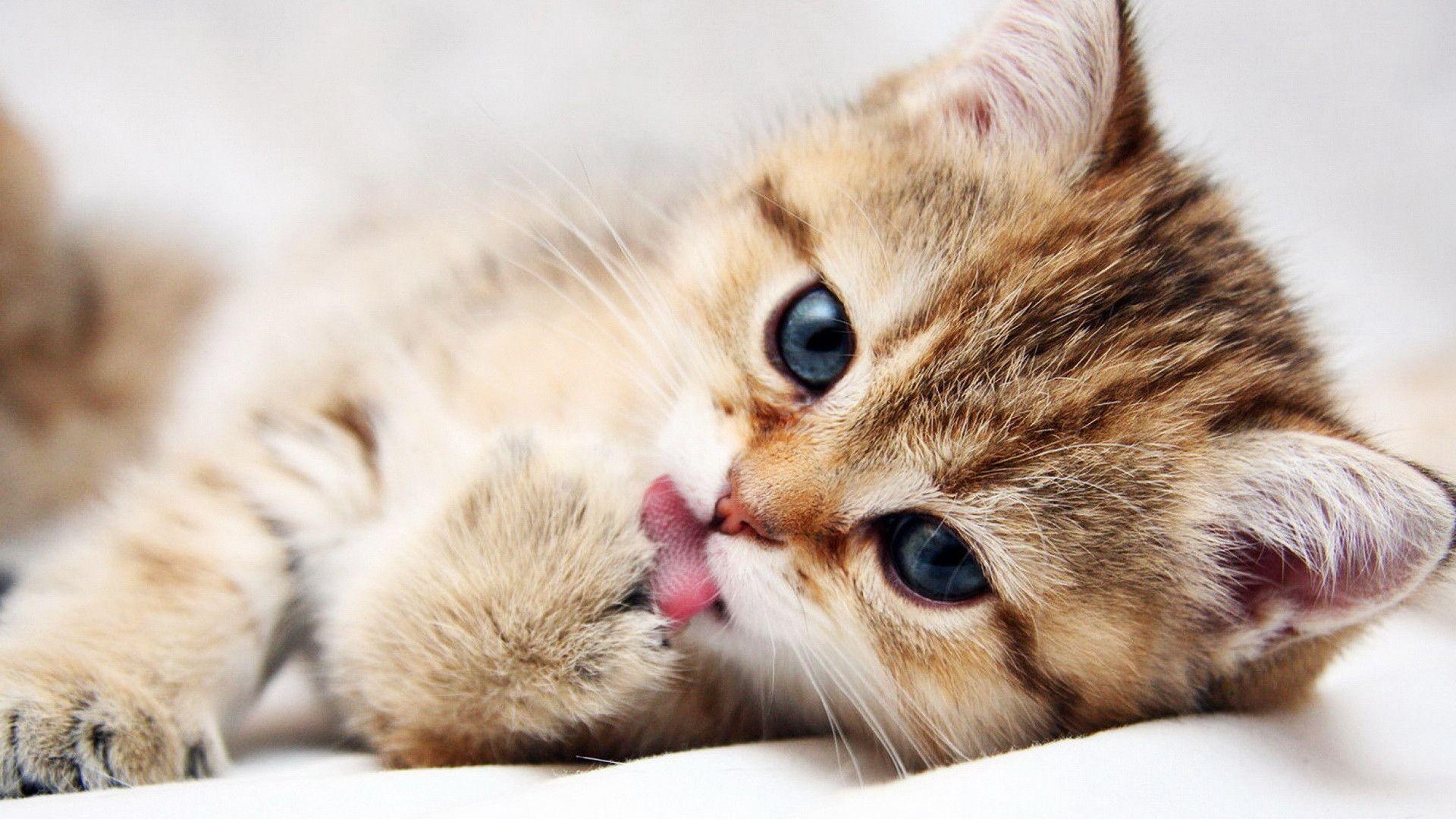 1920x1080 Cute Animal Background