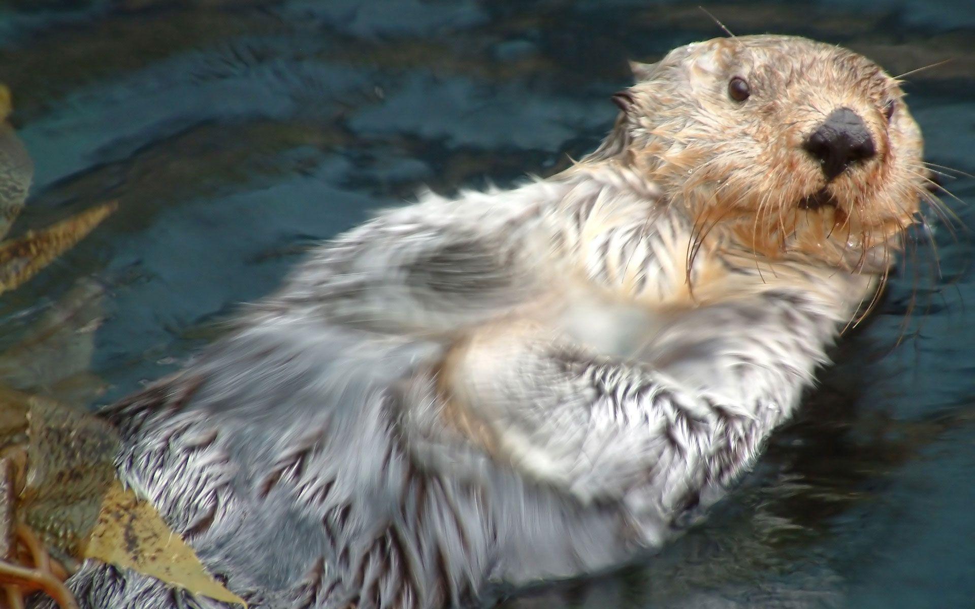 1920x1200 Otter, swimming, background, beautiful, wildlife, animals, desktop