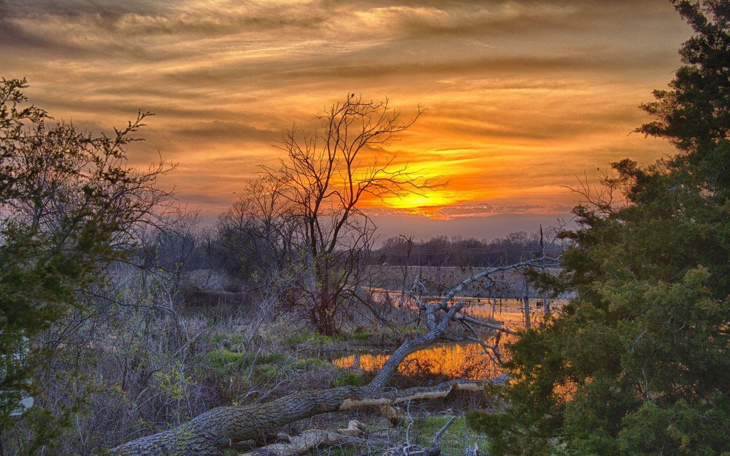 1440x900 Download wallpaper 1440x900 spring, trees, herbs, young, water