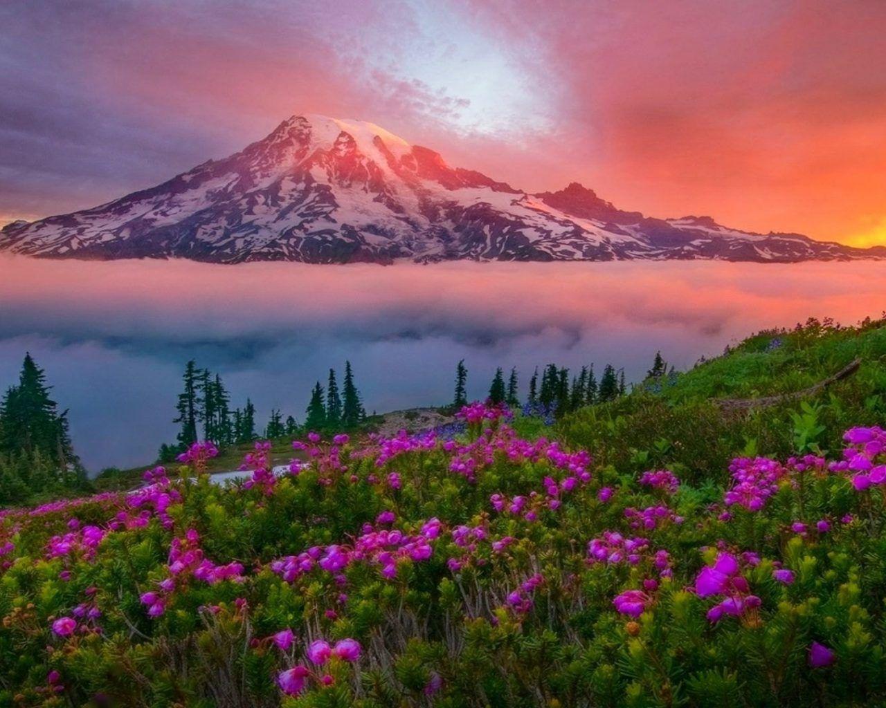1280x1024 Mountain Landscape Spring Sunset Snowy Mountain Meadow Flowers